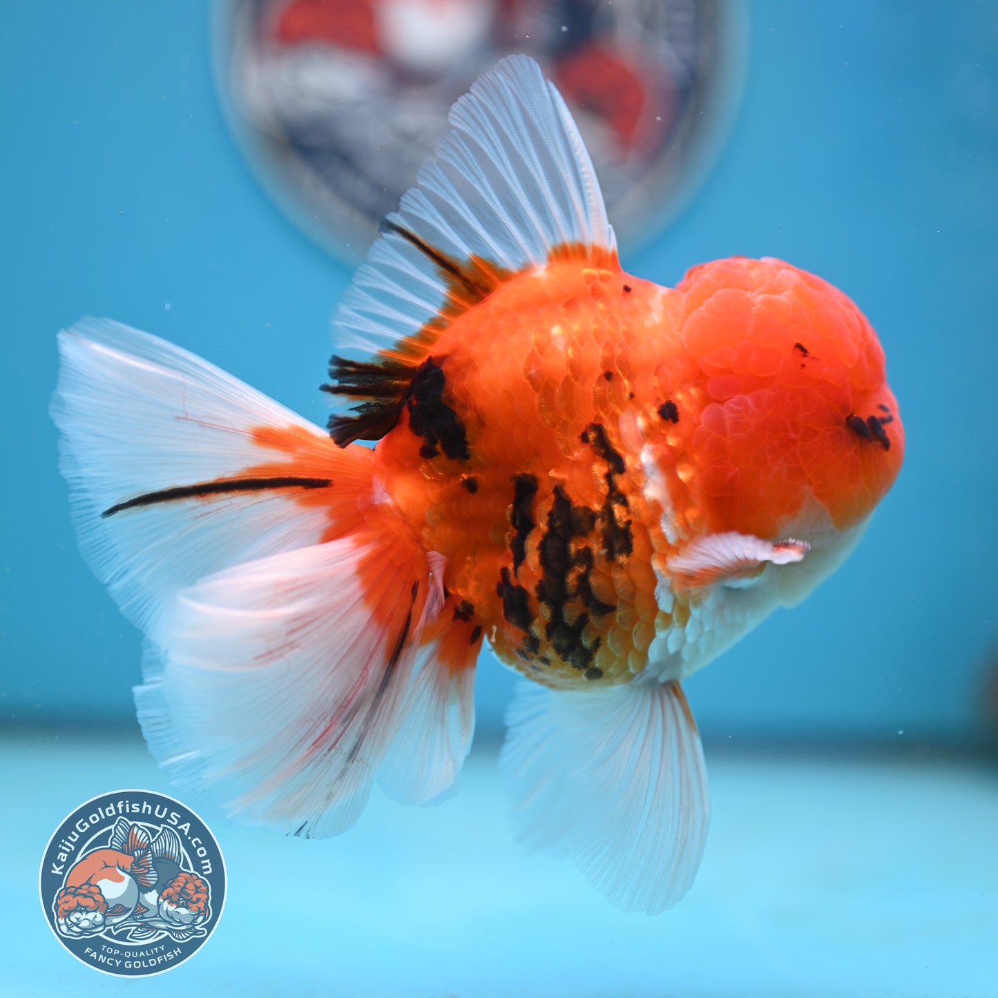 Tricolor Tiger Rose Tail Oranda 4 inches Body (250502_OR13)