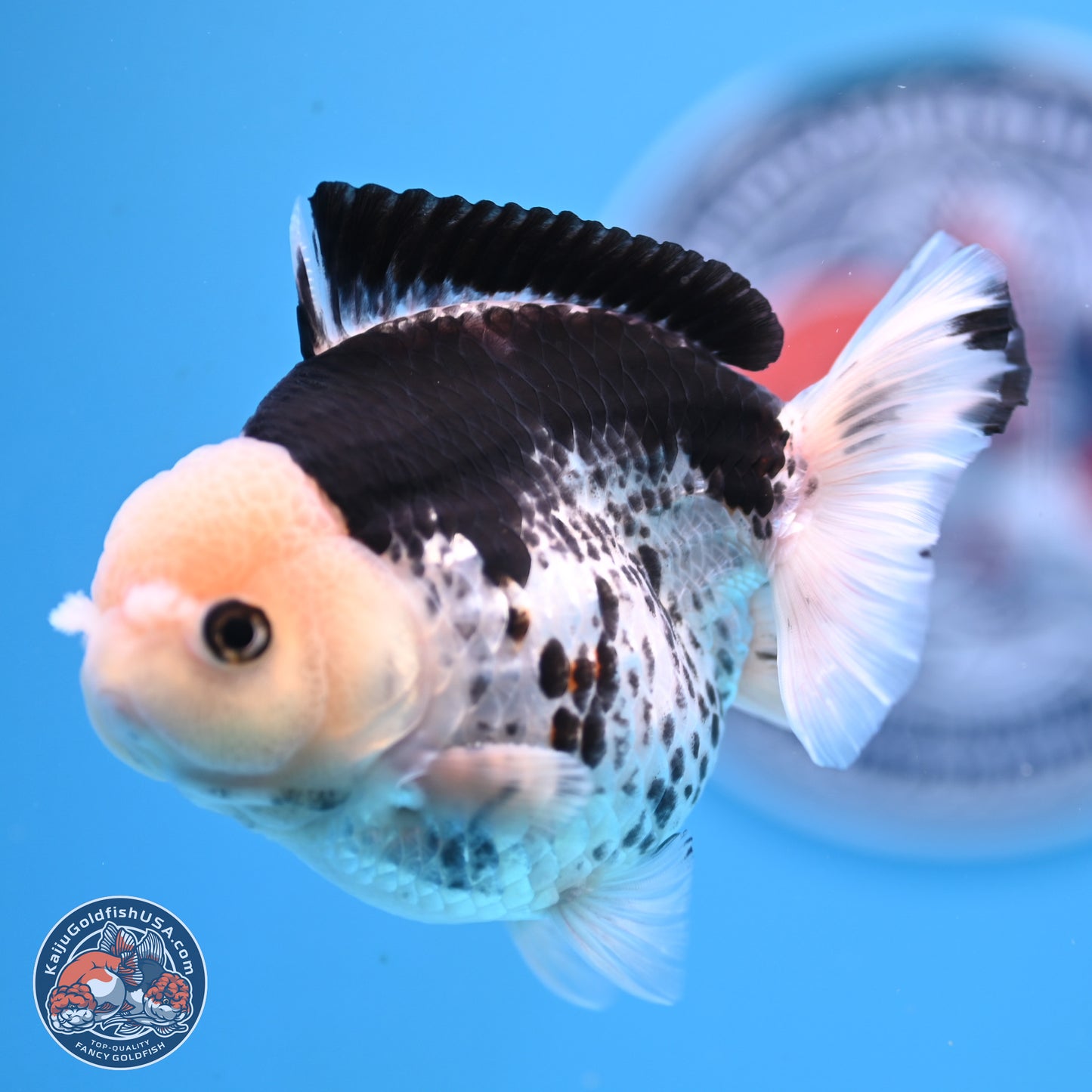 Panda YuanBao Oranda 3.5in Body (240816_OR13) - Kaiju Goldfish USA