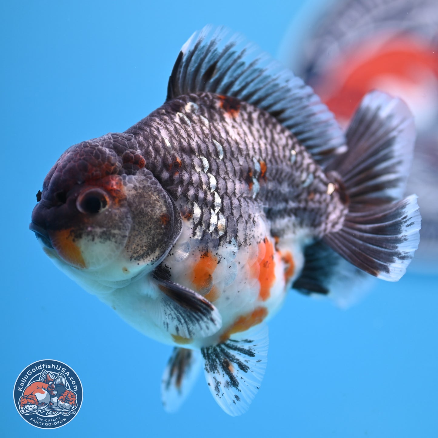 Shogun Grey Kirin Oranda 4 inches Body - Male (250207_OR13)