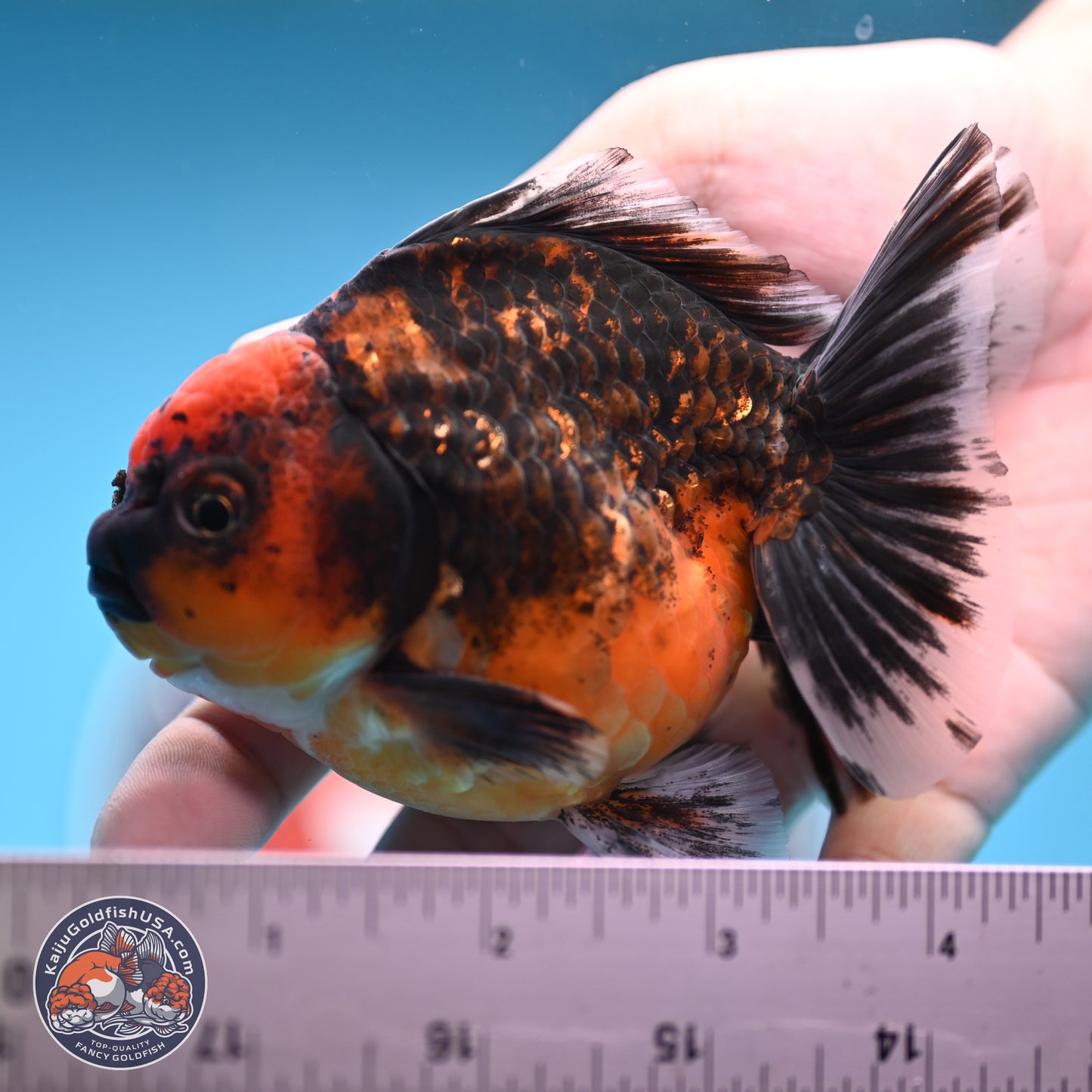 Shogun Red Kirin Oranda 3.5 inches Body - Male (250131_OR13)