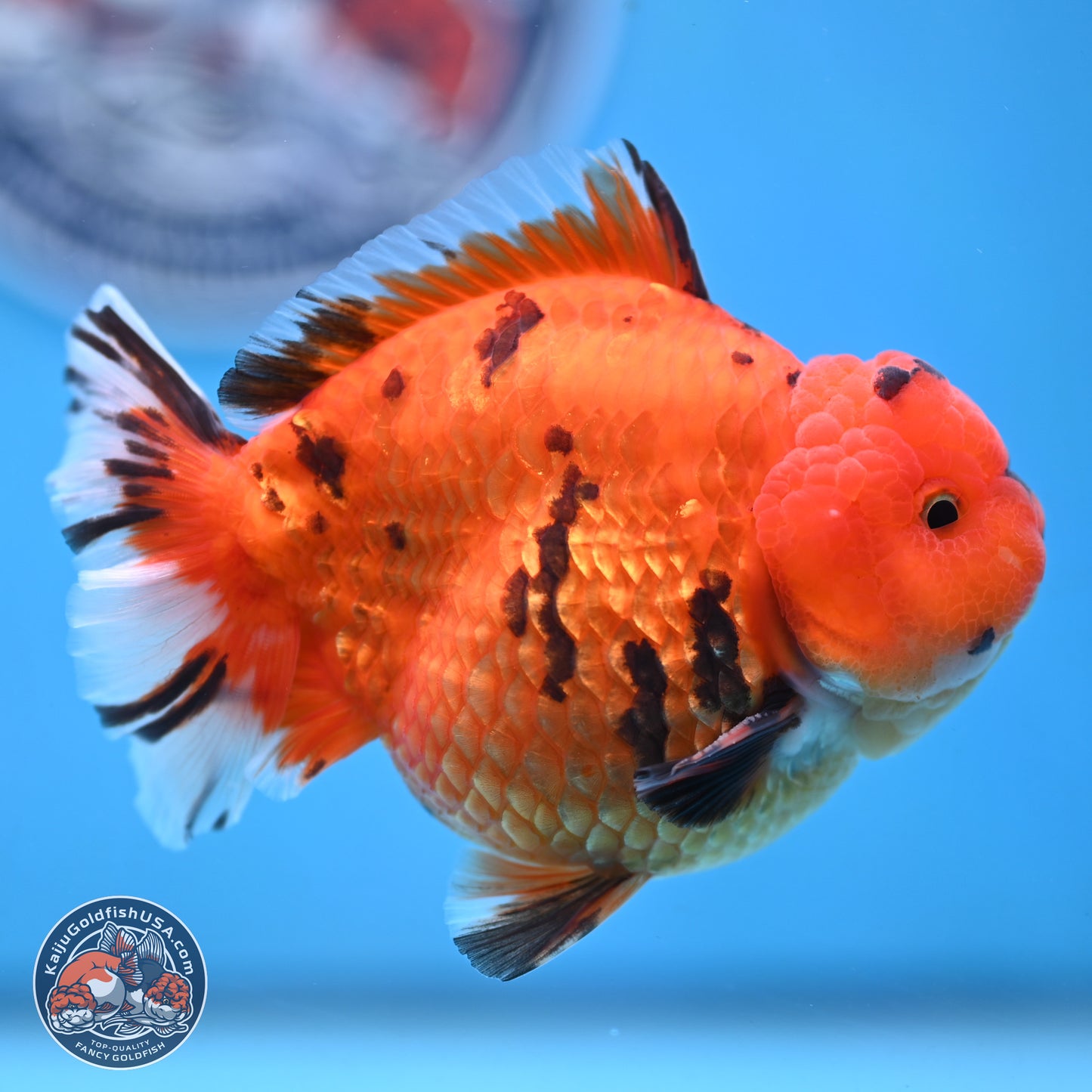 Tiger YuanBao Oranda 4 inches Body - Male (250103_OR13) - Kaiju Goldfish USA