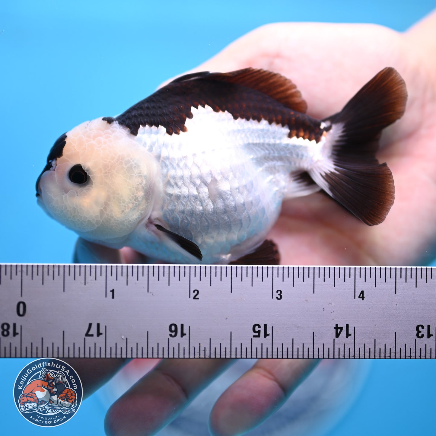 Panda Oranda 3.5-4.5 inches (240913_OR13) - Kaiju Goldfish USA