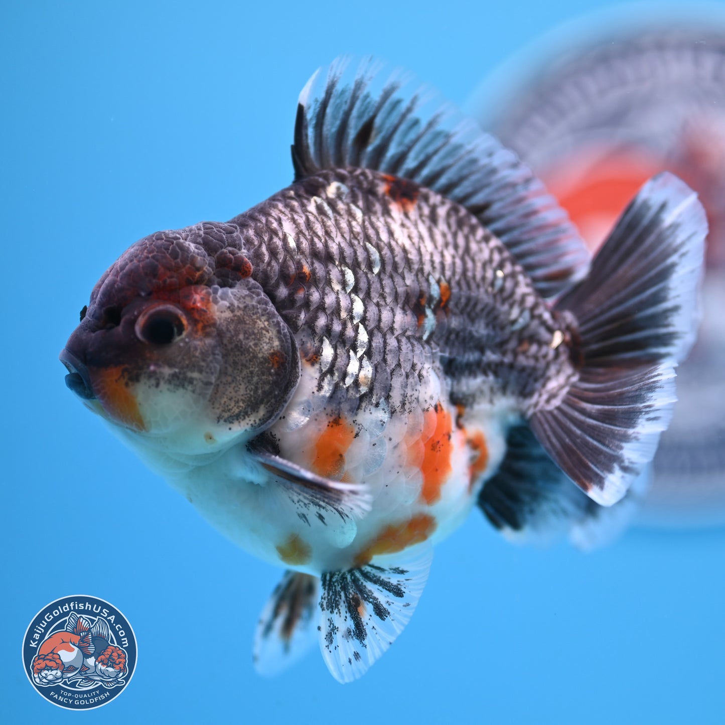 Shogun Grey Kirin Oranda 4 inches Body - Male (250207_OR13)