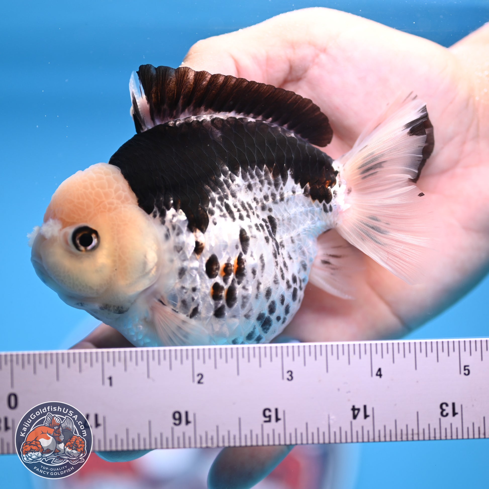 Panda YuanBao Oranda 3.5in Body (240816_OR13) - Kaiju Goldfish USA