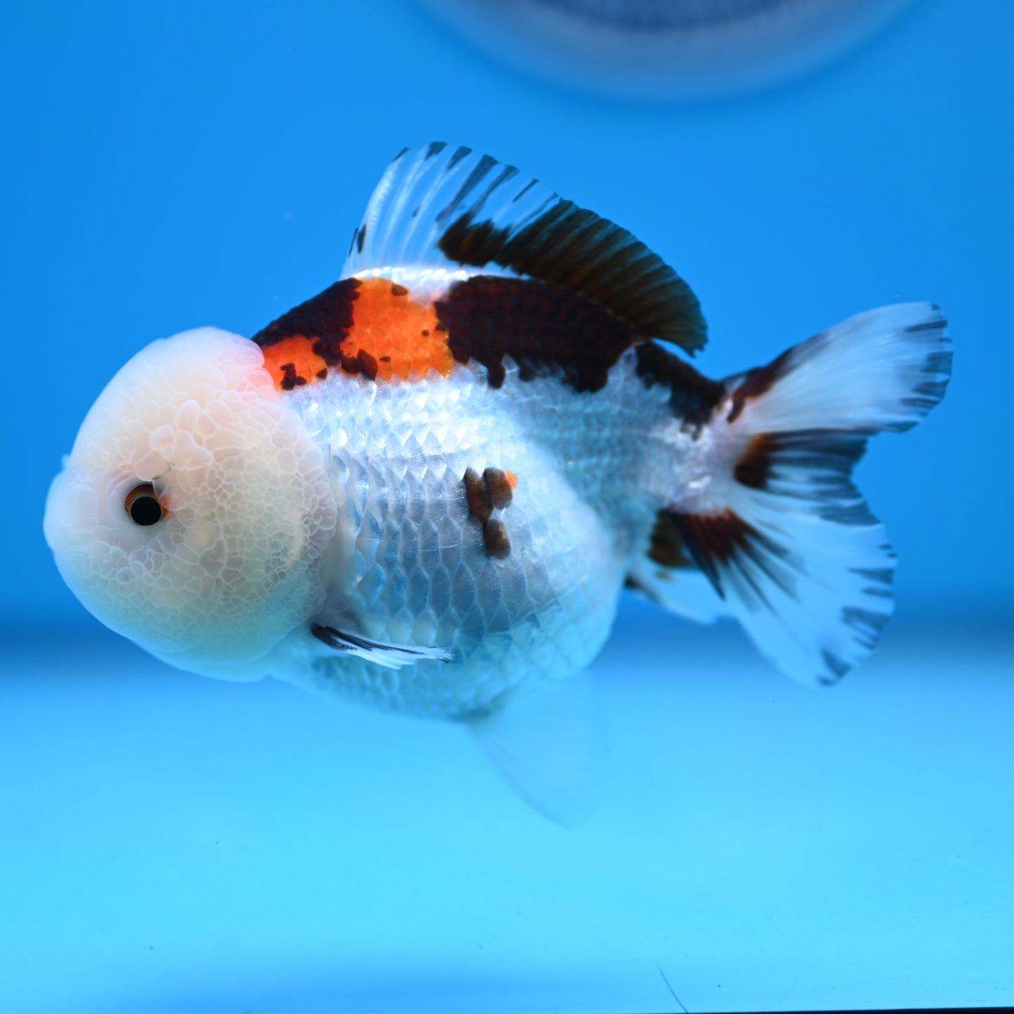 Tricolor Oranda 3.5-4 inches (241011_OR13) - Kaiju Goldfish USA