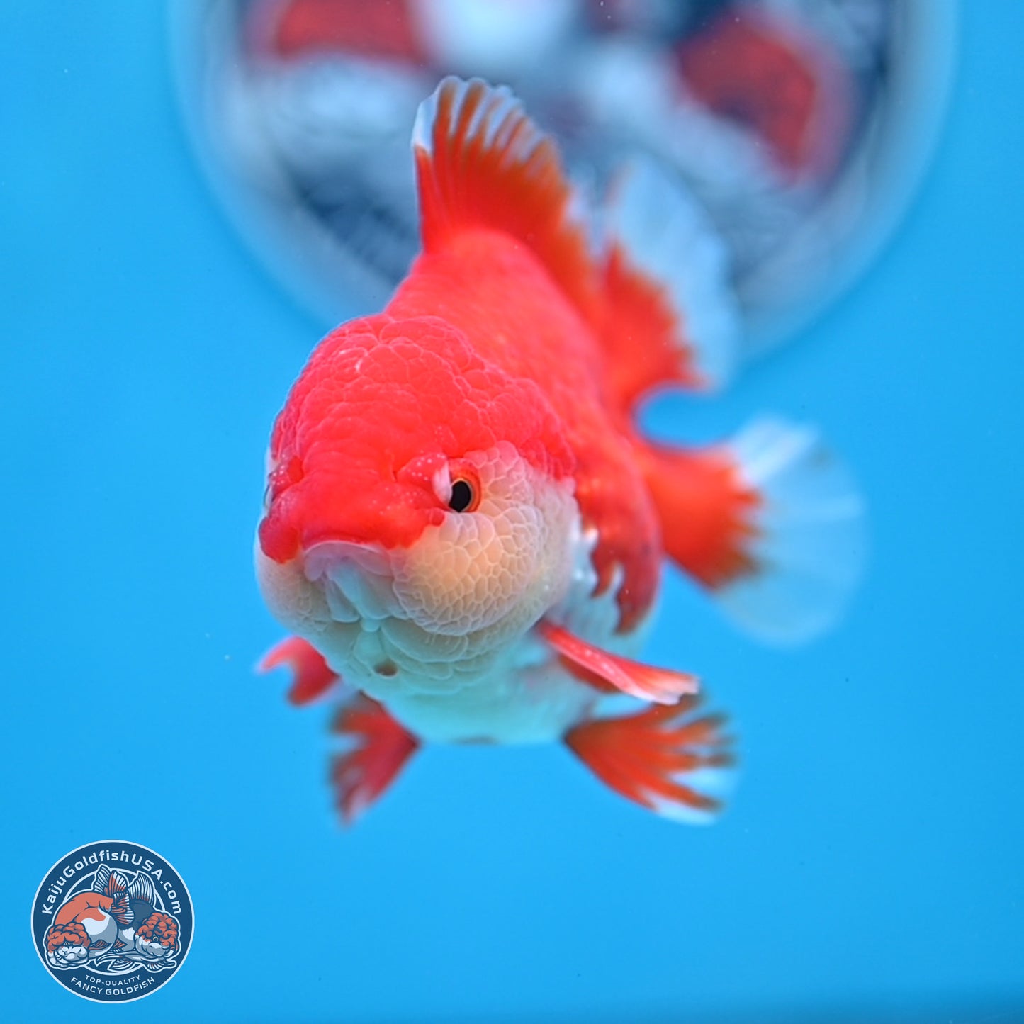 Batik Scale Red White Oranda 3.5 inches Body - Male (250307_OR13)