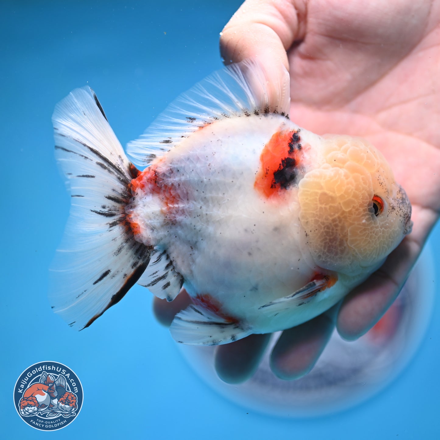 Calico YuanBao Oranda 4.5 inches - Male (241129_OR13) - Kaiju Goldfish USA