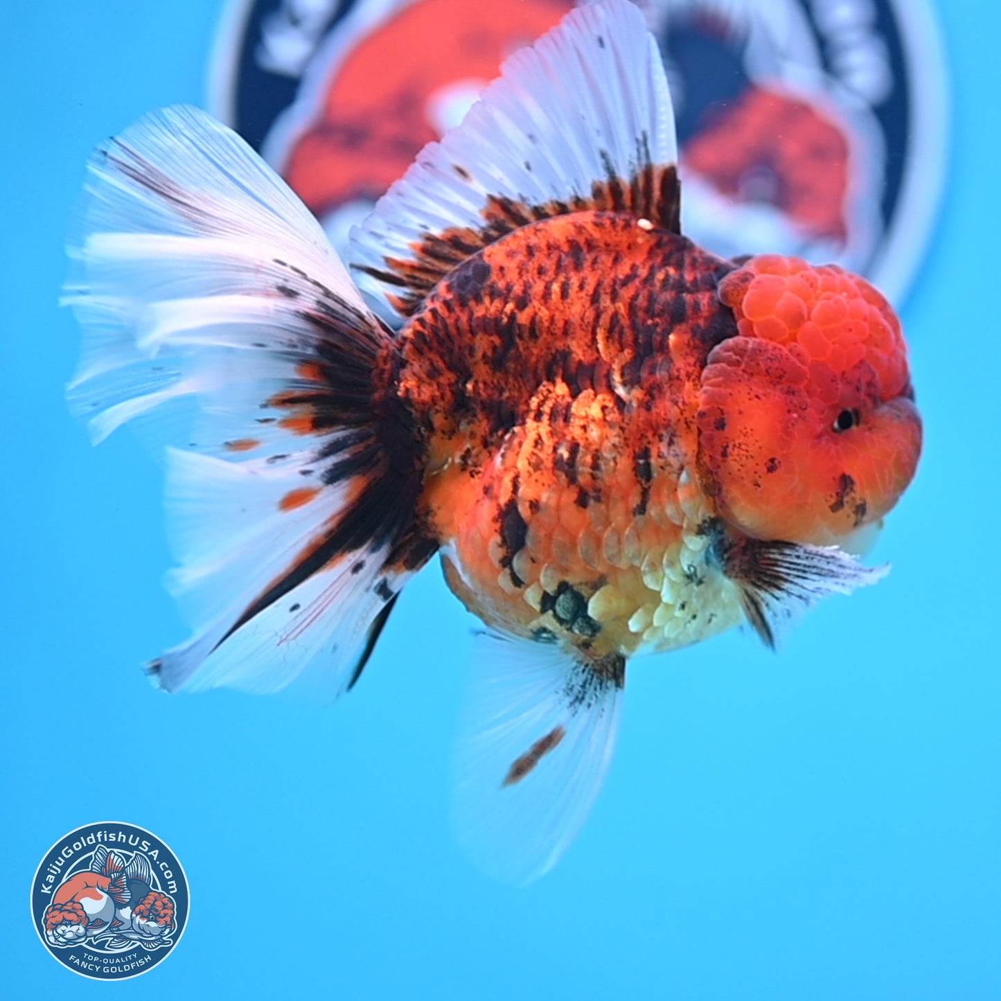 Tiger Rose Tail Oranda 3.5 inches Body - Male (250314_OR13)