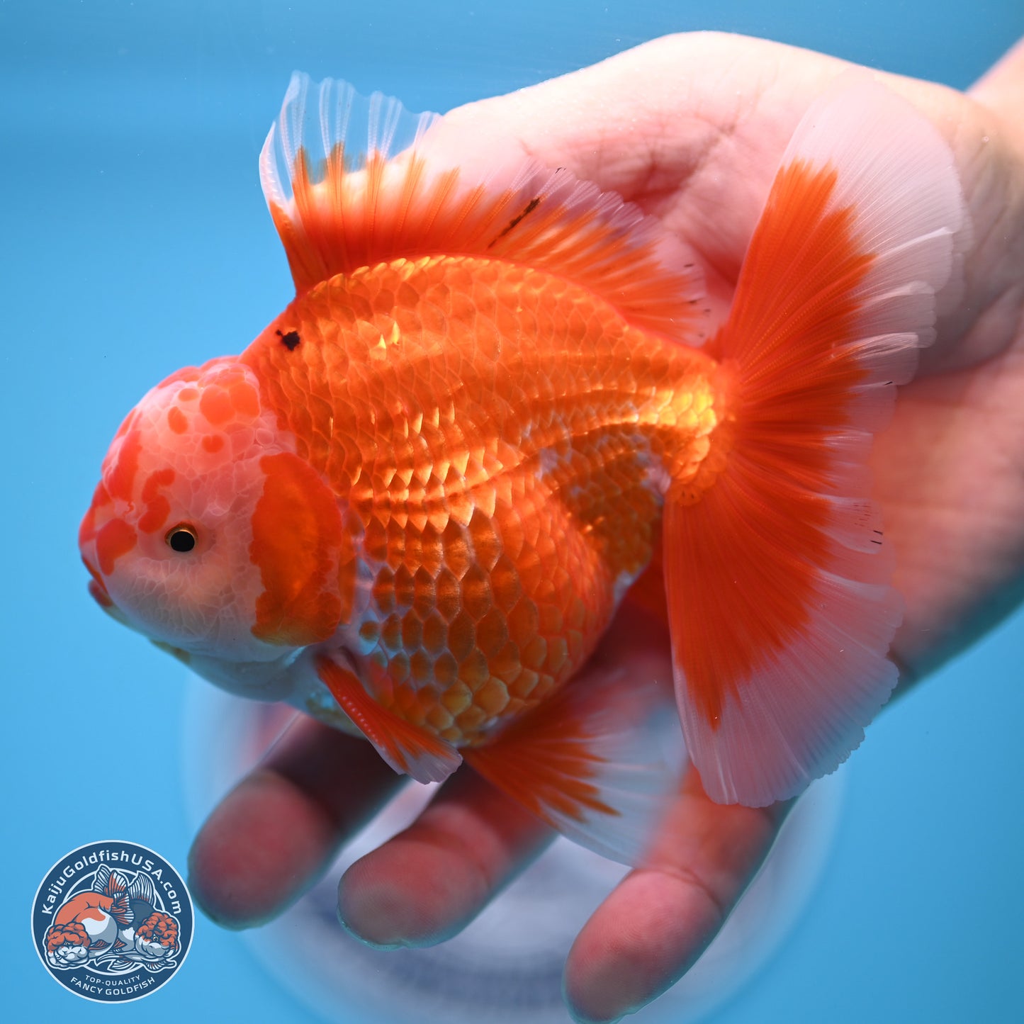 Red White Rose Tail Oranda 4.5 inches - Male (241122_OR13) - Kaiju Goldfish USA