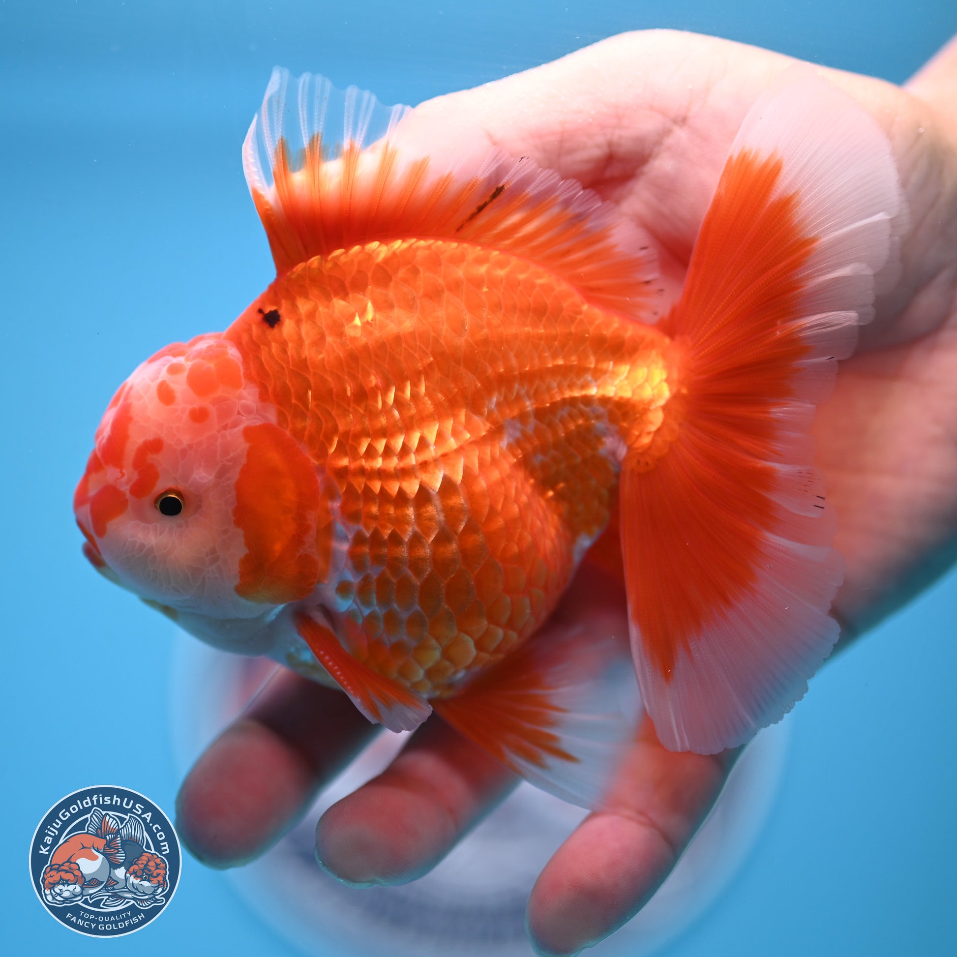 Red White Rose Tail Oranda 4.5 inches - Male (241122_OR13) - Kaiju Goldfish USA