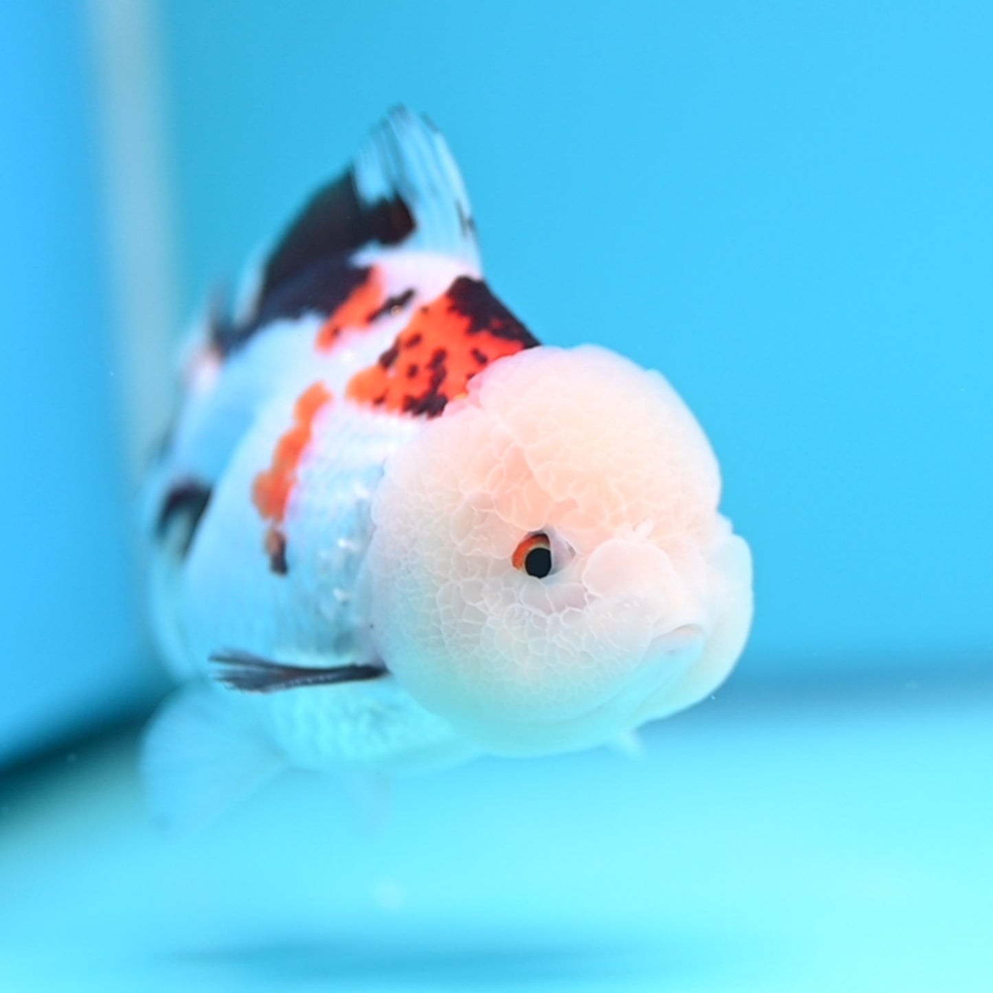 Tricolor Oranda 3.5-4 inches (241011_OR13) - Kaiju Goldfish USA