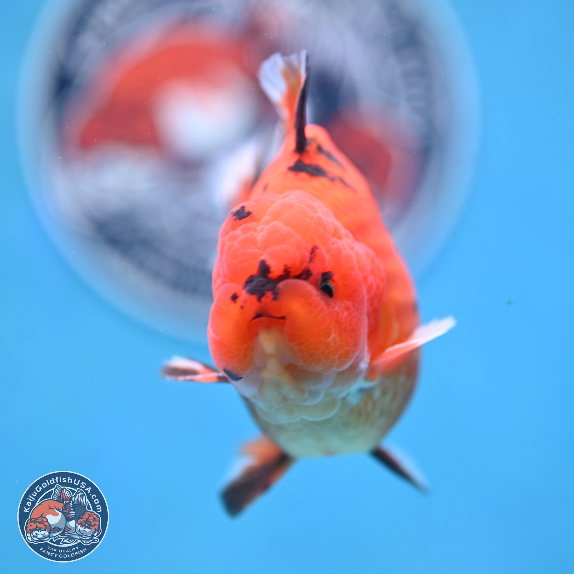 Tiger YuanBao Oranda 4 inches Body - Male (250103_OR13) - Kaiju Goldfish USA