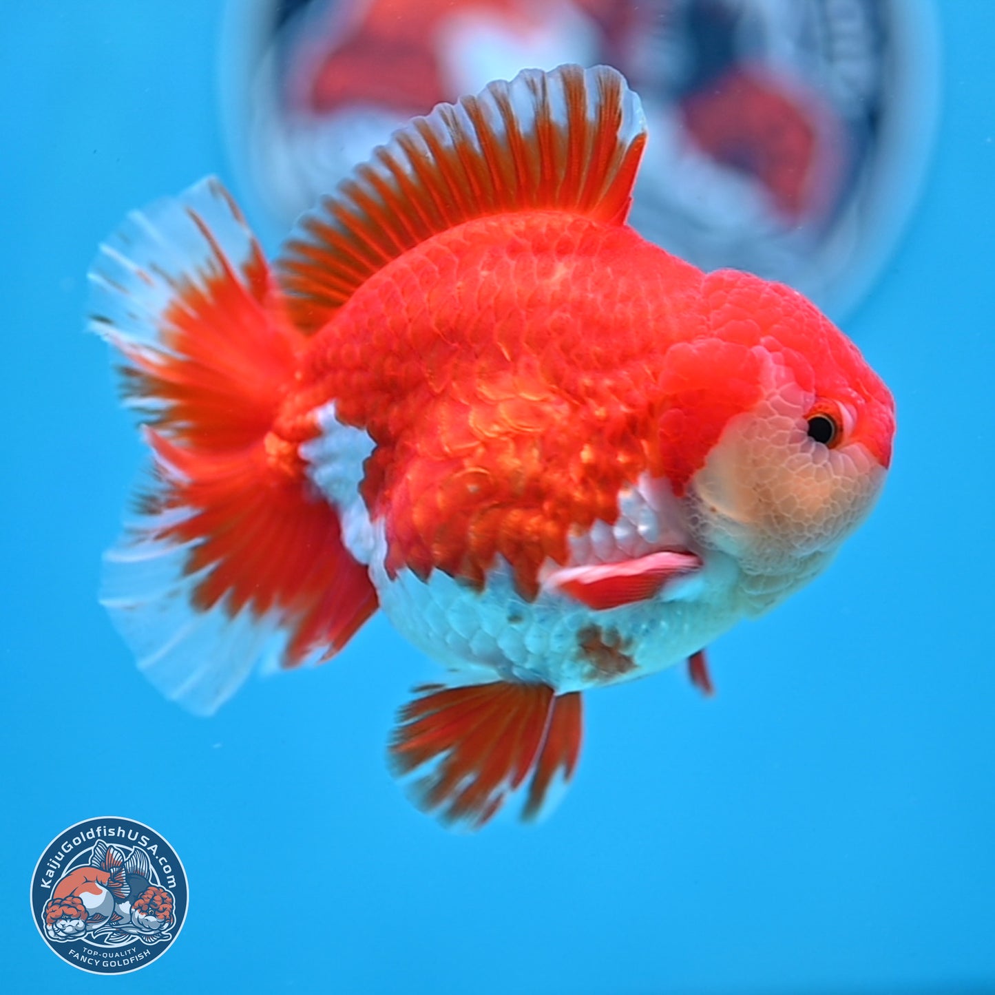 Batik Scale Red White Oranda 3.5 inches Body - Male (250307_OR13)