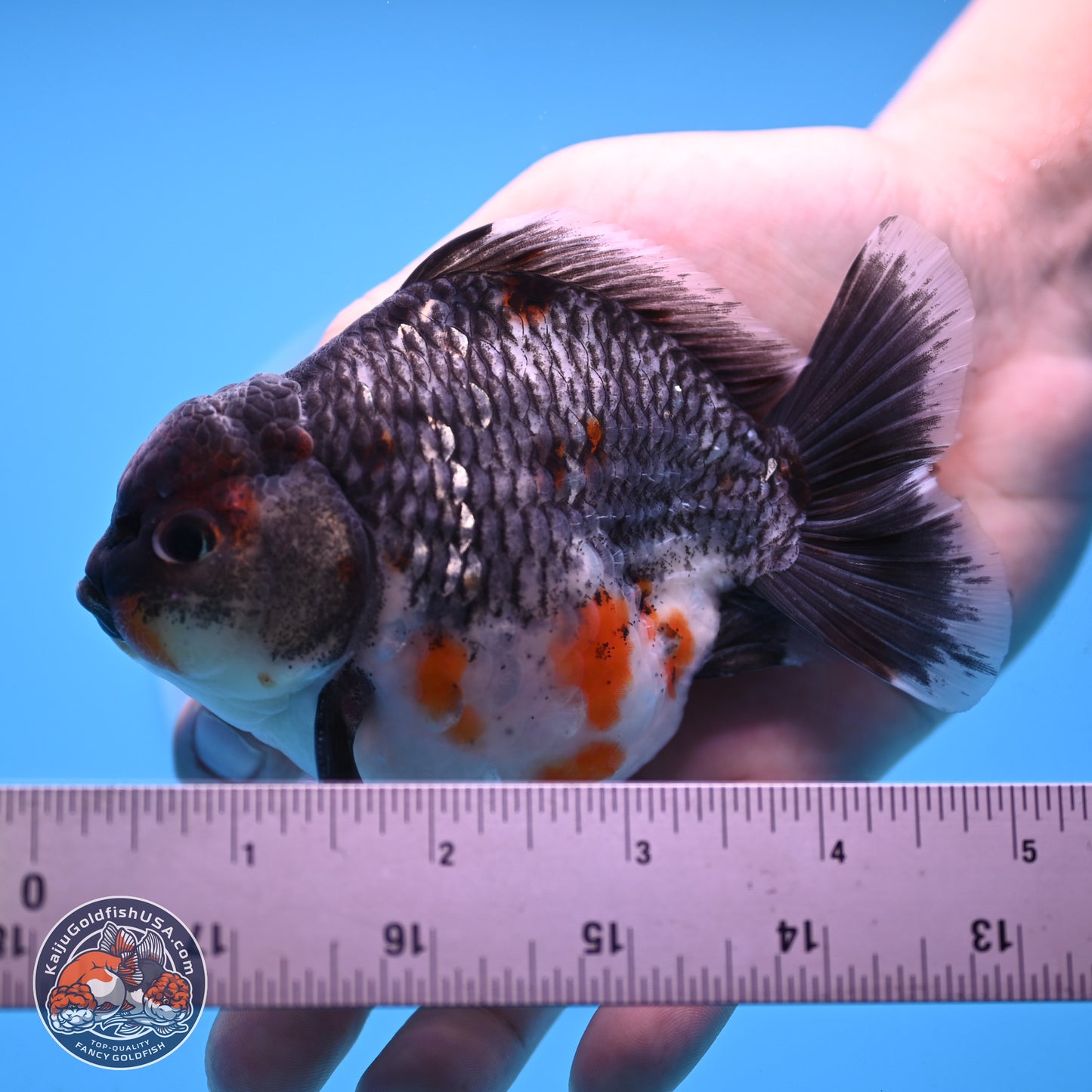 Shogun Grey Kirin Oranda 4 inches Body - Male (250207_OR13)