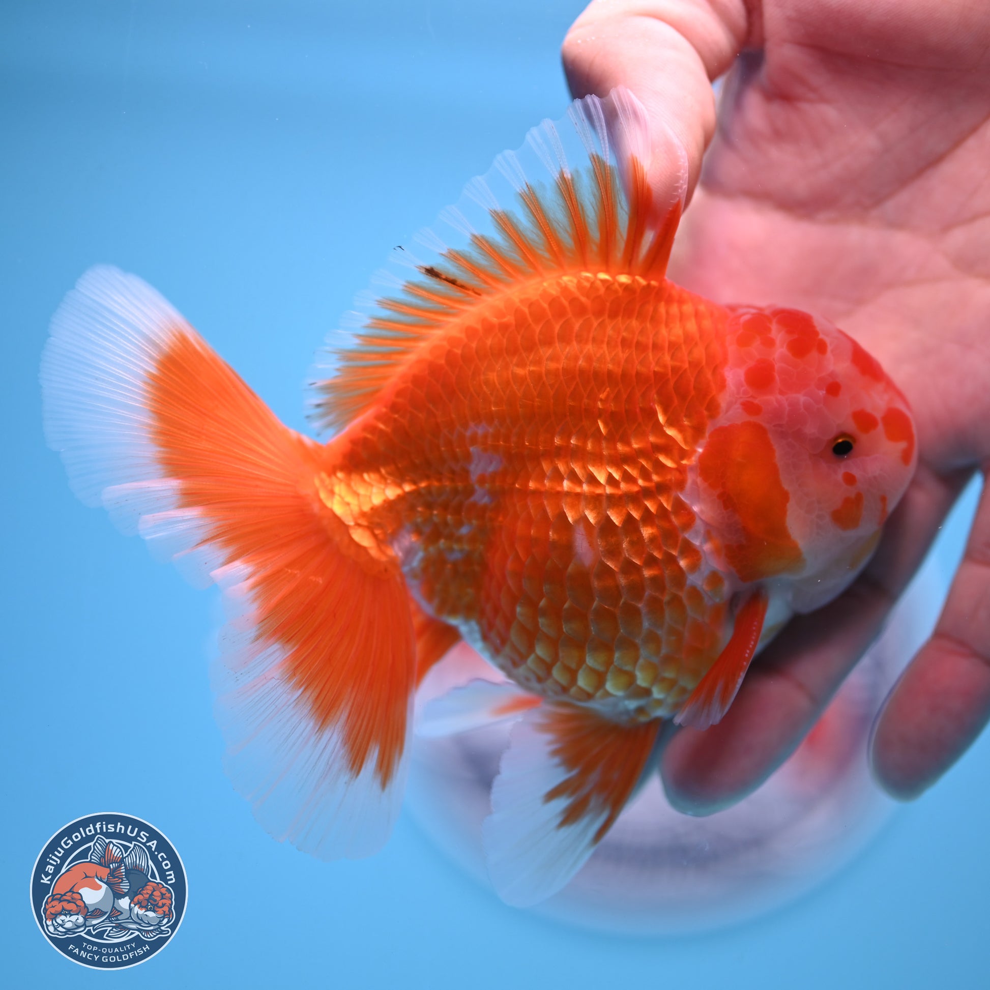 Red White Rose Tail Oranda 4.5 inches - Male (241122_OR13) - Kaiju Goldfish USA