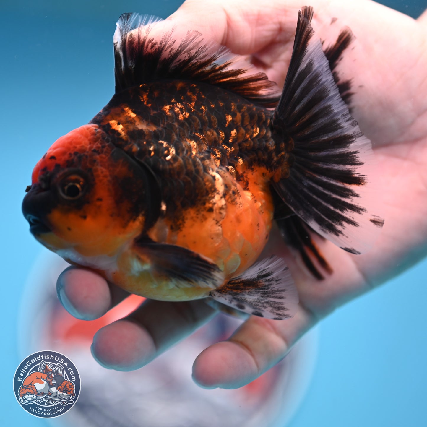 Shogun Red Kirin Oranda 3.5 inches Body - Male (250131_OR13)