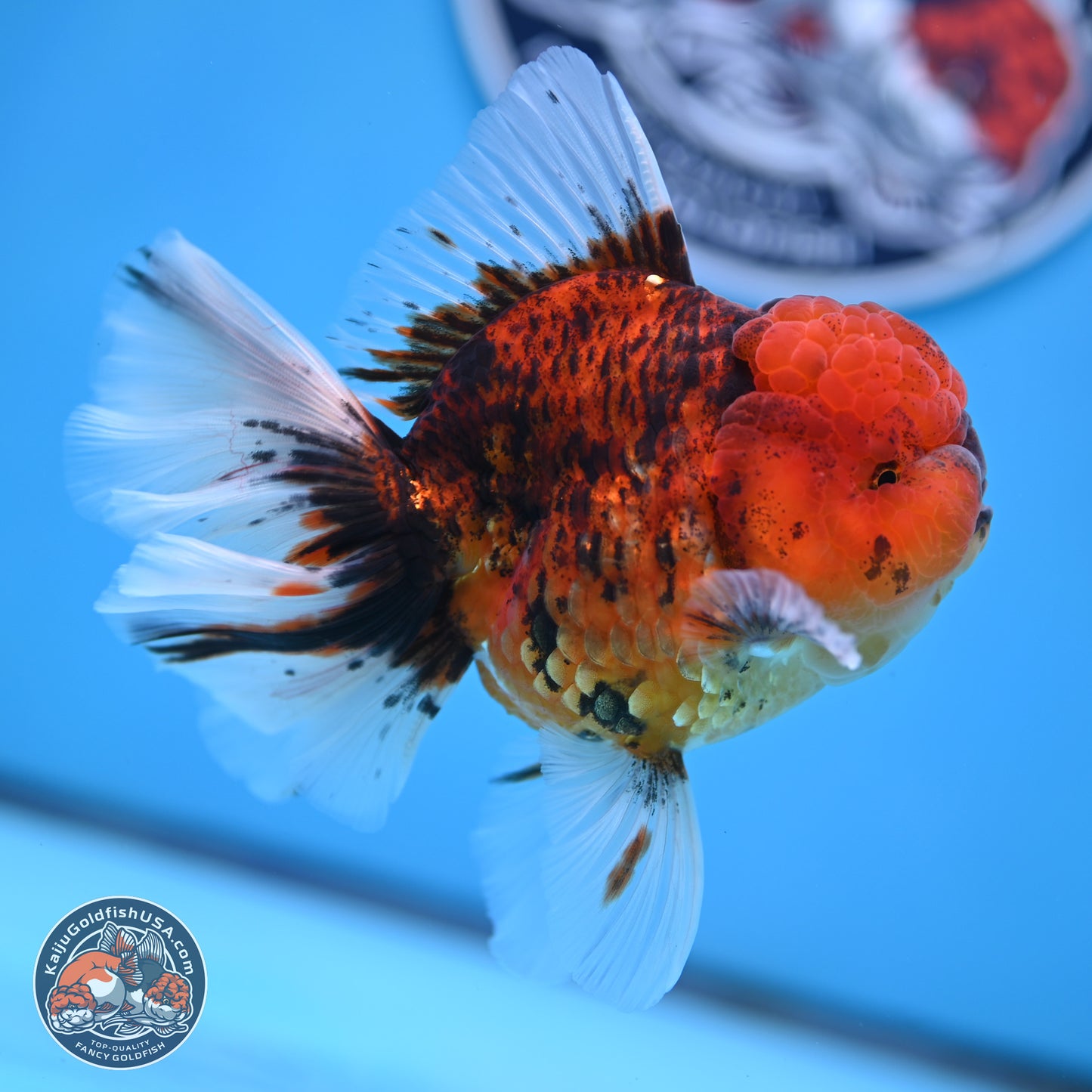Tiger Rose Tail Oranda 3.5 inches Body - Male (250314_OR13)