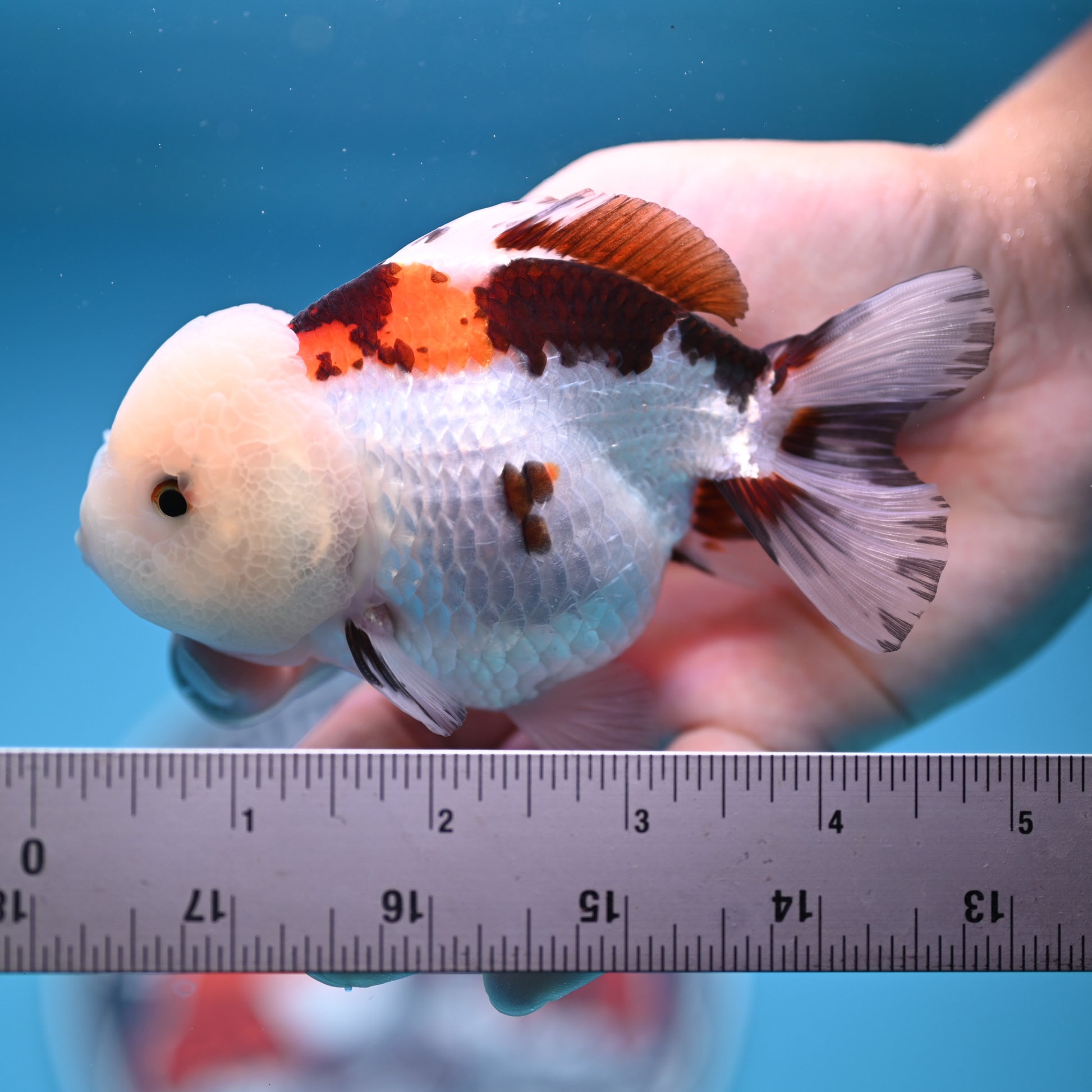 Tricolor Oranda 3.5-4 inches (241011_OR13) - Kaiju Goldfish USA