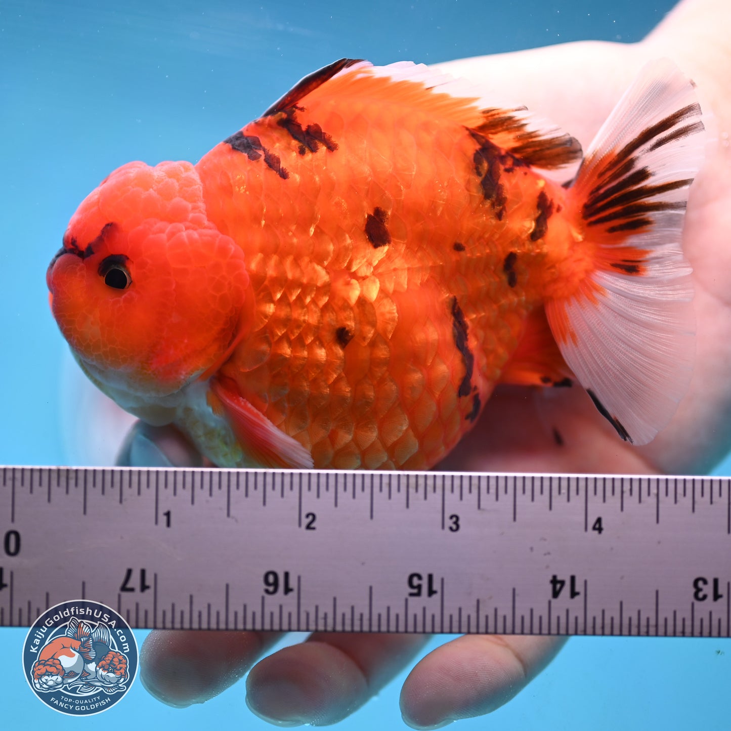 Tiger YuanBao Oranda 4 inches Body - Male (250103_OR13) - Kaiju Goldfish USA