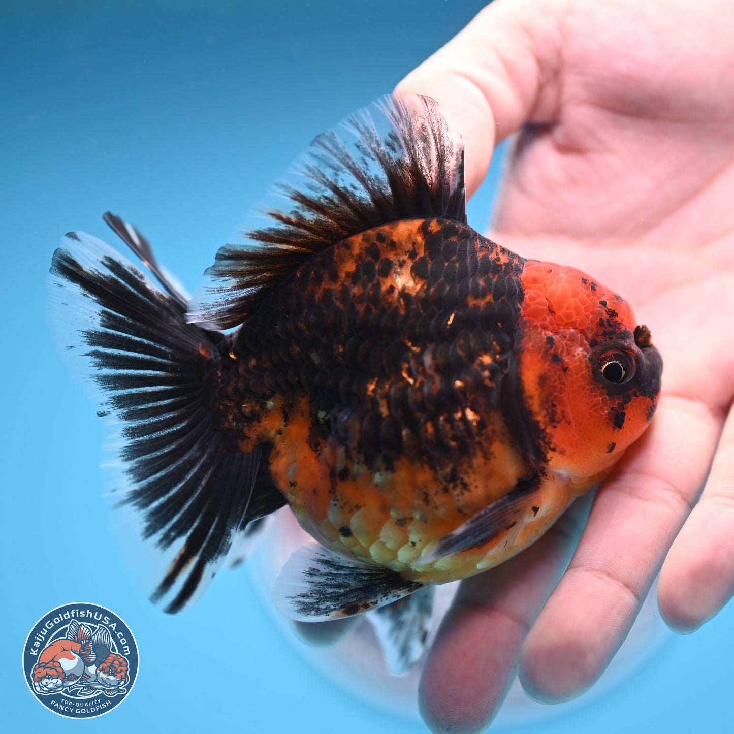 Shogun Red Kirin Oranda 3.5 inches Body - Male (250131_OR13)