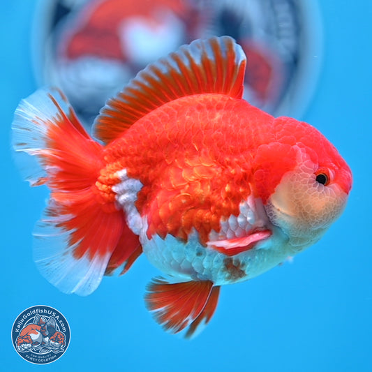 Batik Scale Red White Oranda 3.5 inches Body - Male (250307_OR13)