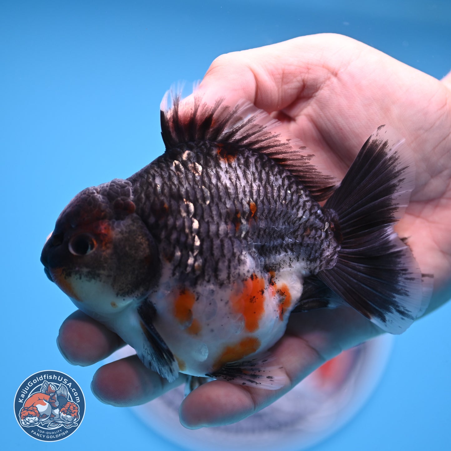 Shogun Grey Kirin Oranda 4 inches Body - Male (250207_OR13)