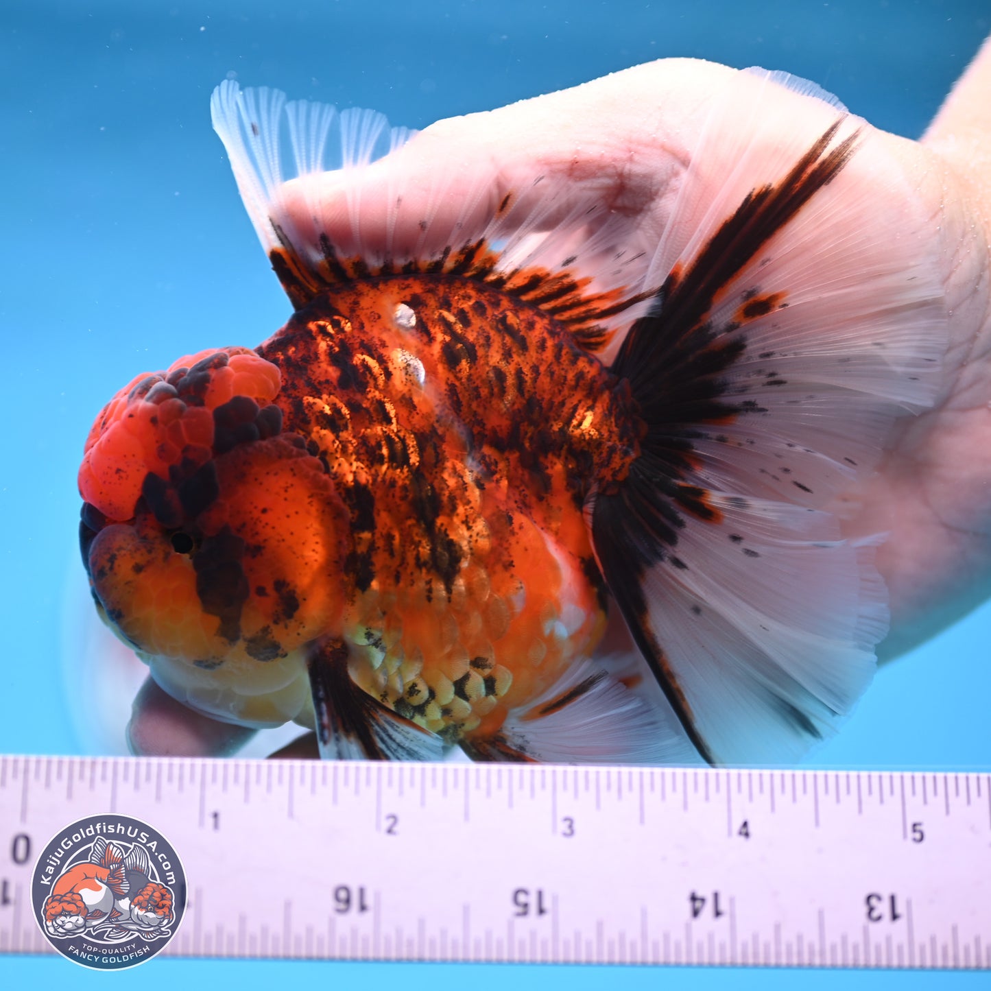 Tiger Rose Tail Oranda 3.5 inches Body - Male (250314_OR13)
