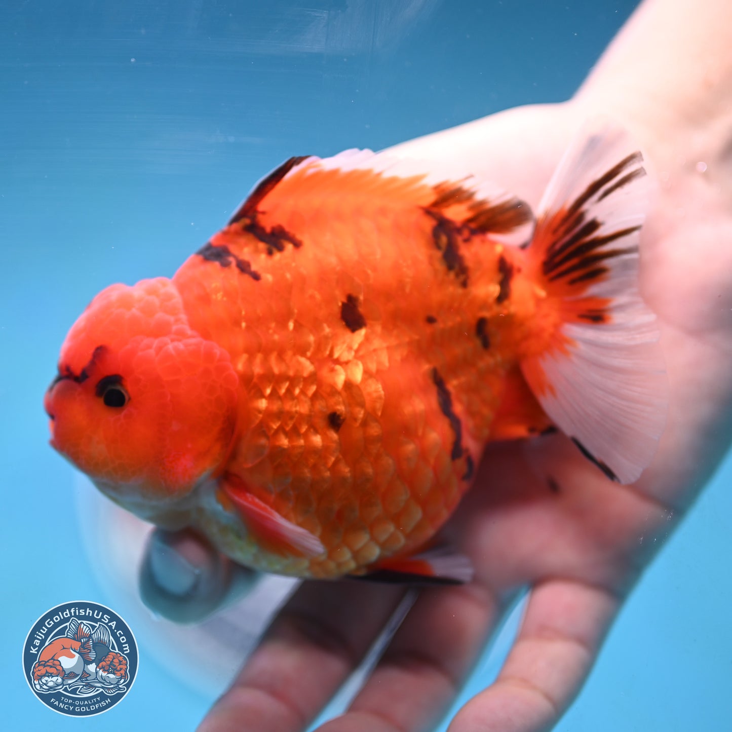 Tiger YuanBao Oranda 4 inches Body - Male (250103_OR13) - Kaiju Goldfish USA