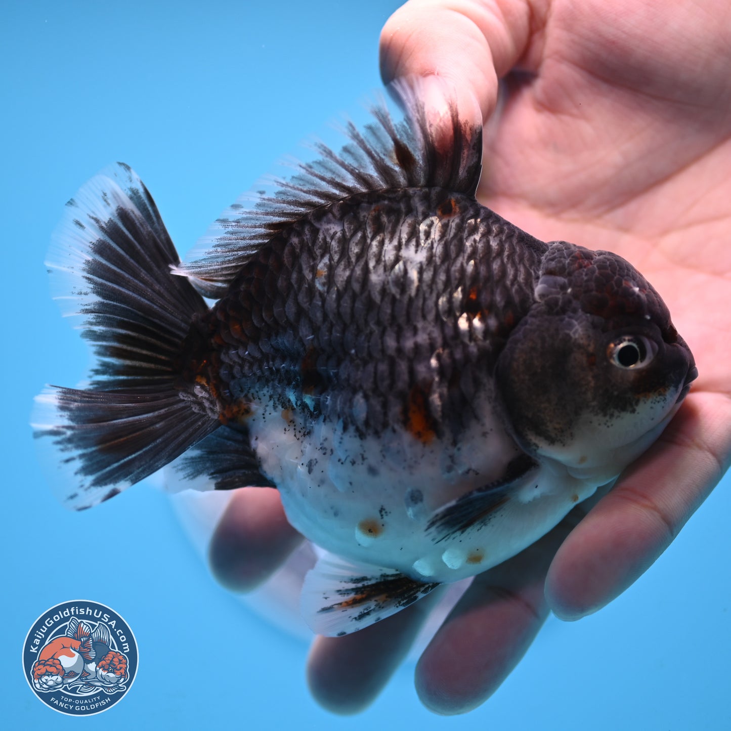 Shogun Grey Kirin Oranda 4 inches Body - Male (250207_OR13)