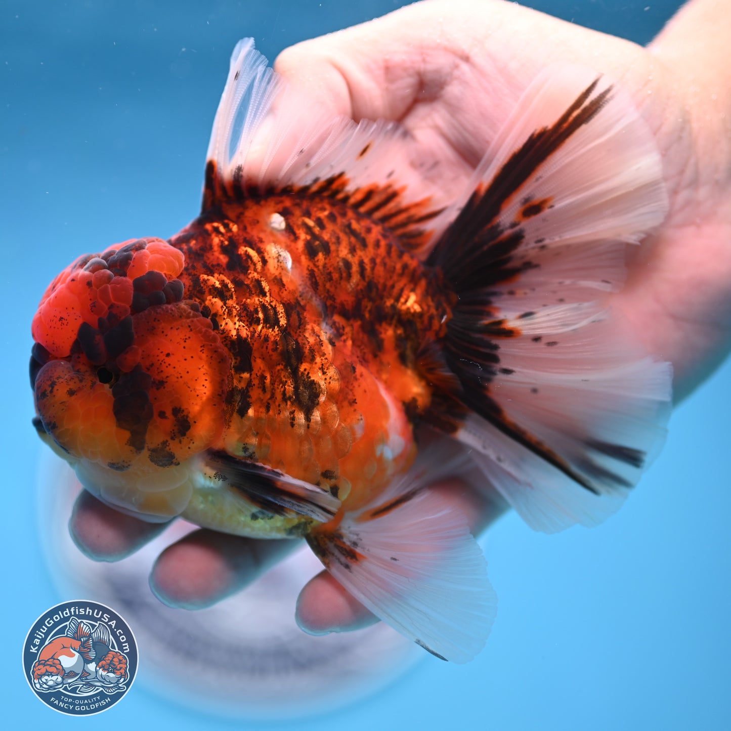 Tiger Rose Tail Oranda 3.5 inches Body - Male (250314_OR13)