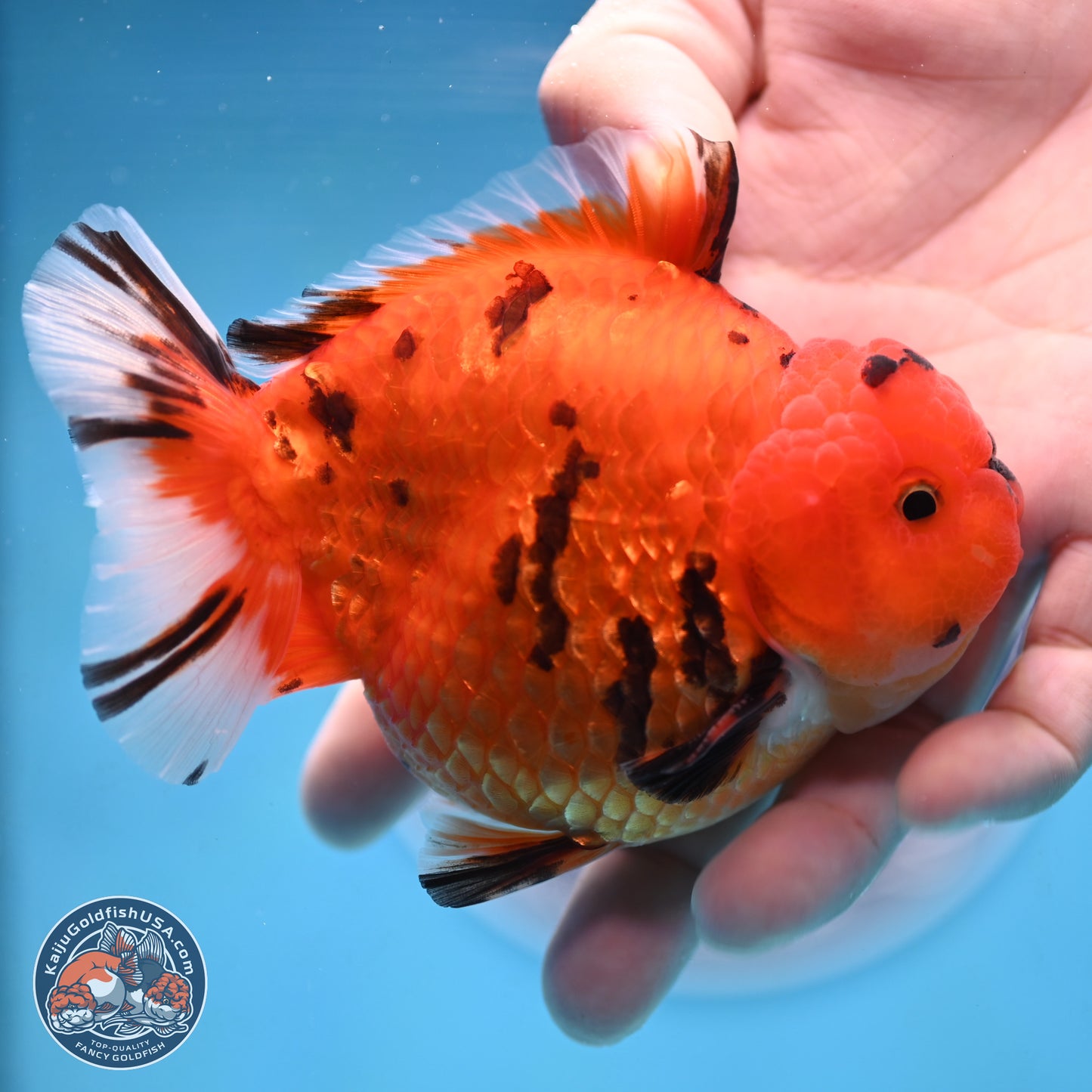 Tiger YuanBao Oranda 4 inches Body - Male (250103_OR13) - Kaiju Goldfish USA