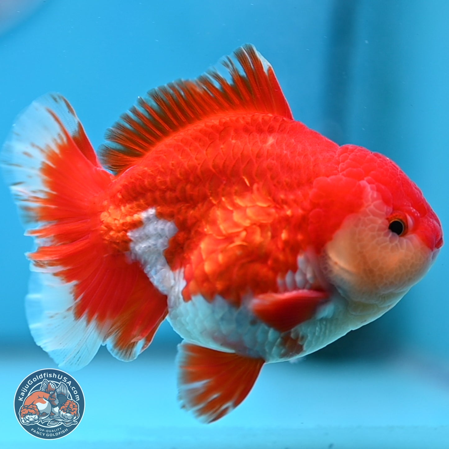 Batik Scale Red White Oranda 3.5 inches Body - Male (250307_OR13)
