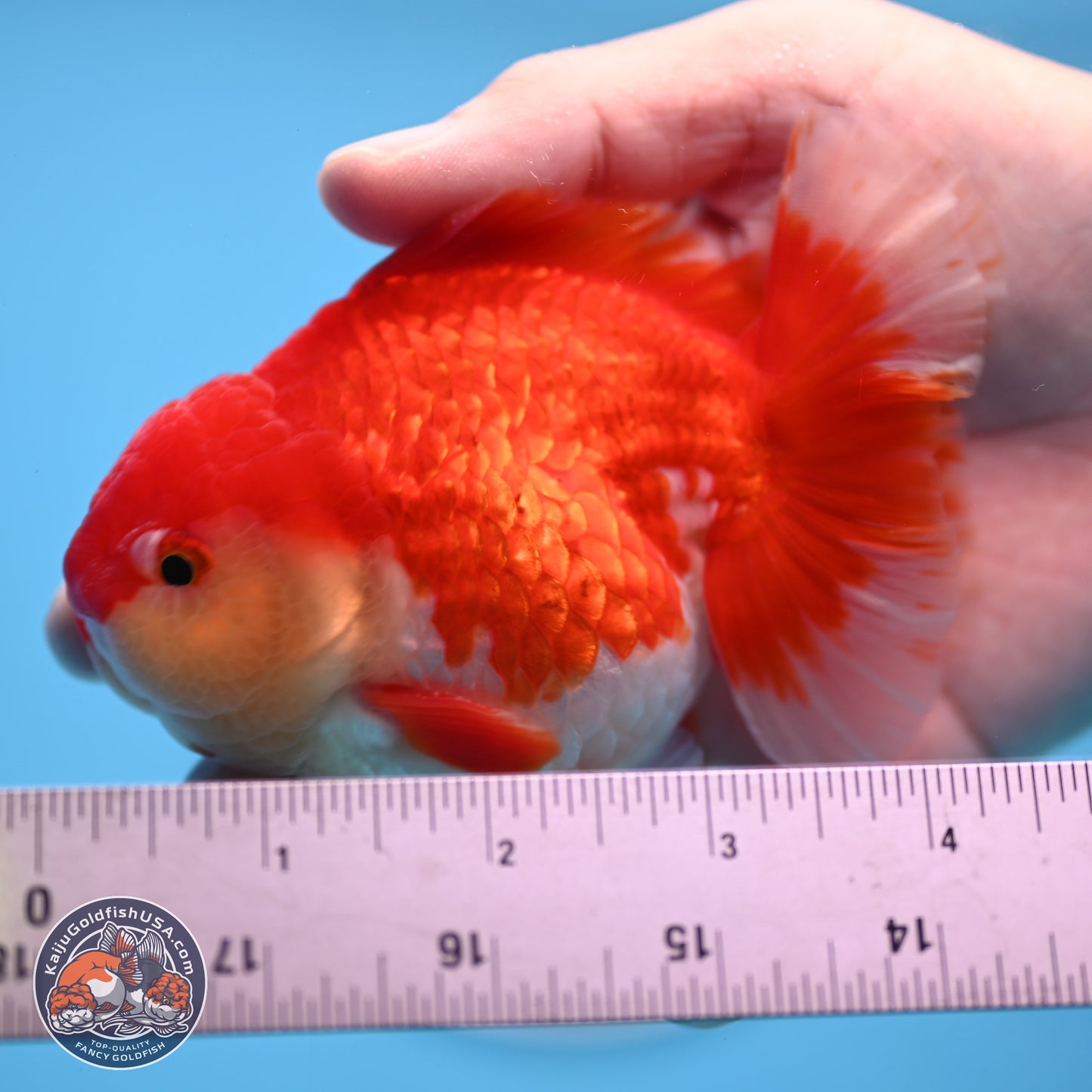 Batik Scale Red White Oranda 3.5 inches Body - Male (250307_OR13)