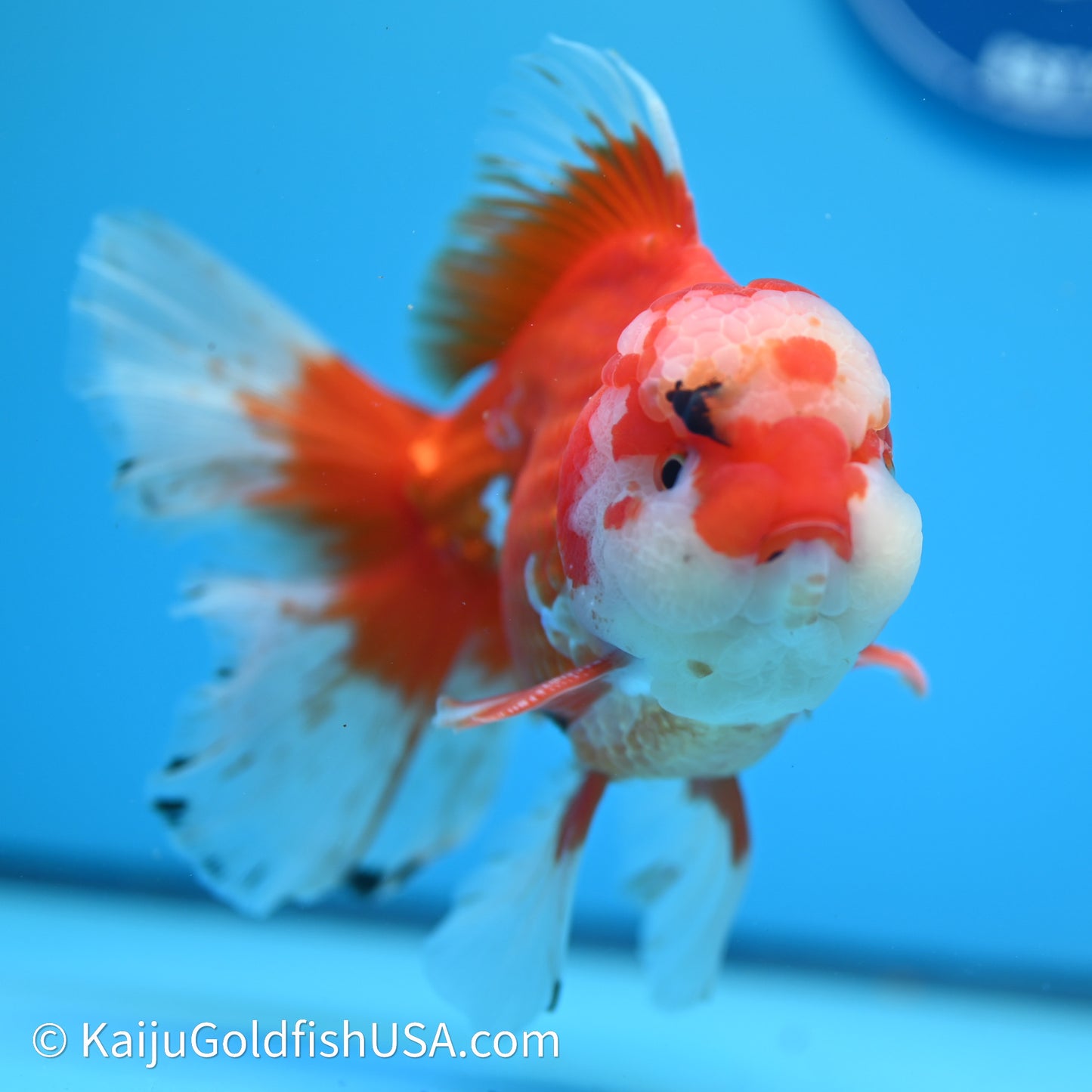 Jade Head Red White Rose Tail Oranda 4in Body (240607_OR13) - Kaiju Goldfish USA