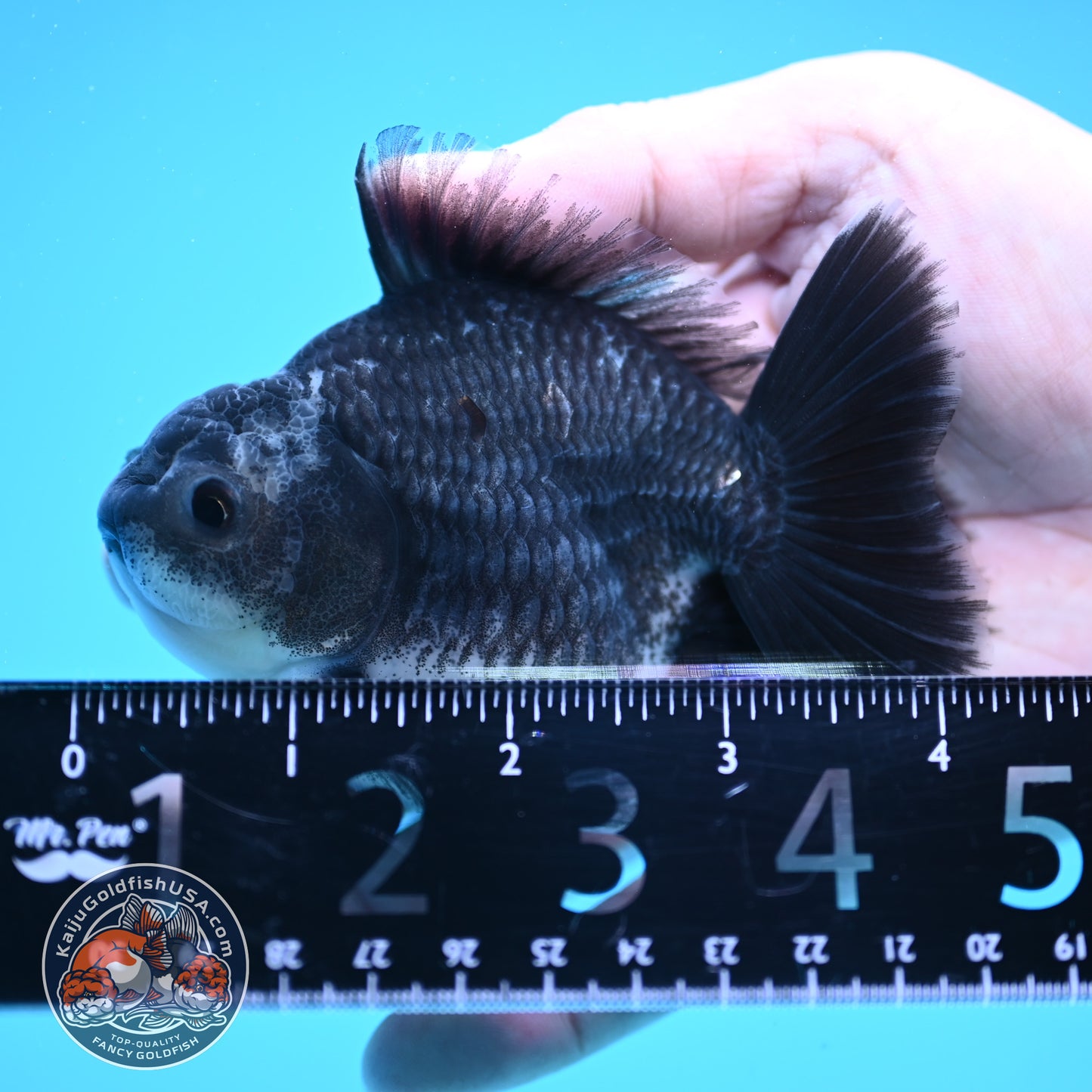 Shogun Blue Kirin Oranda 3.5 inch Body (250822_OR13)