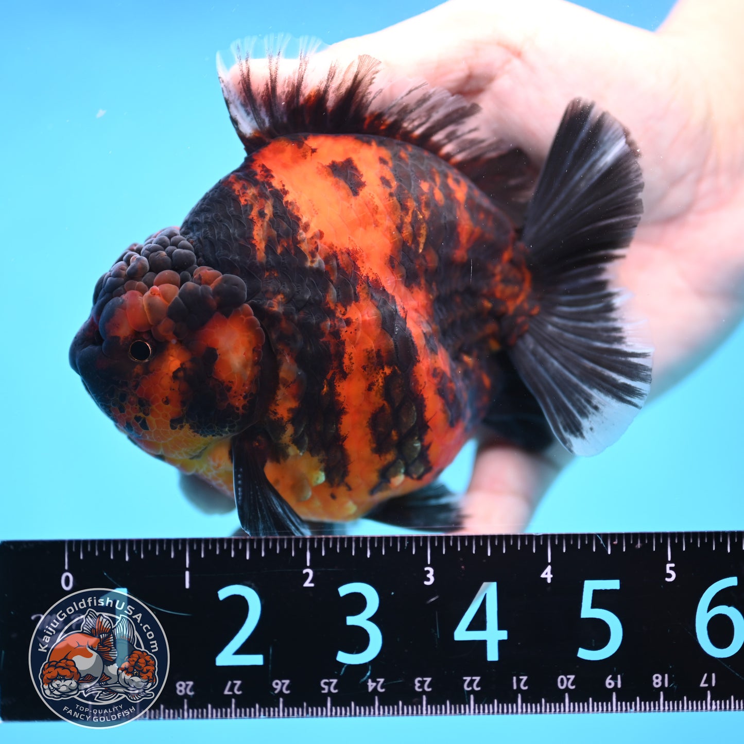 Tiger Oranda 4 inch Body (250905_OR13)