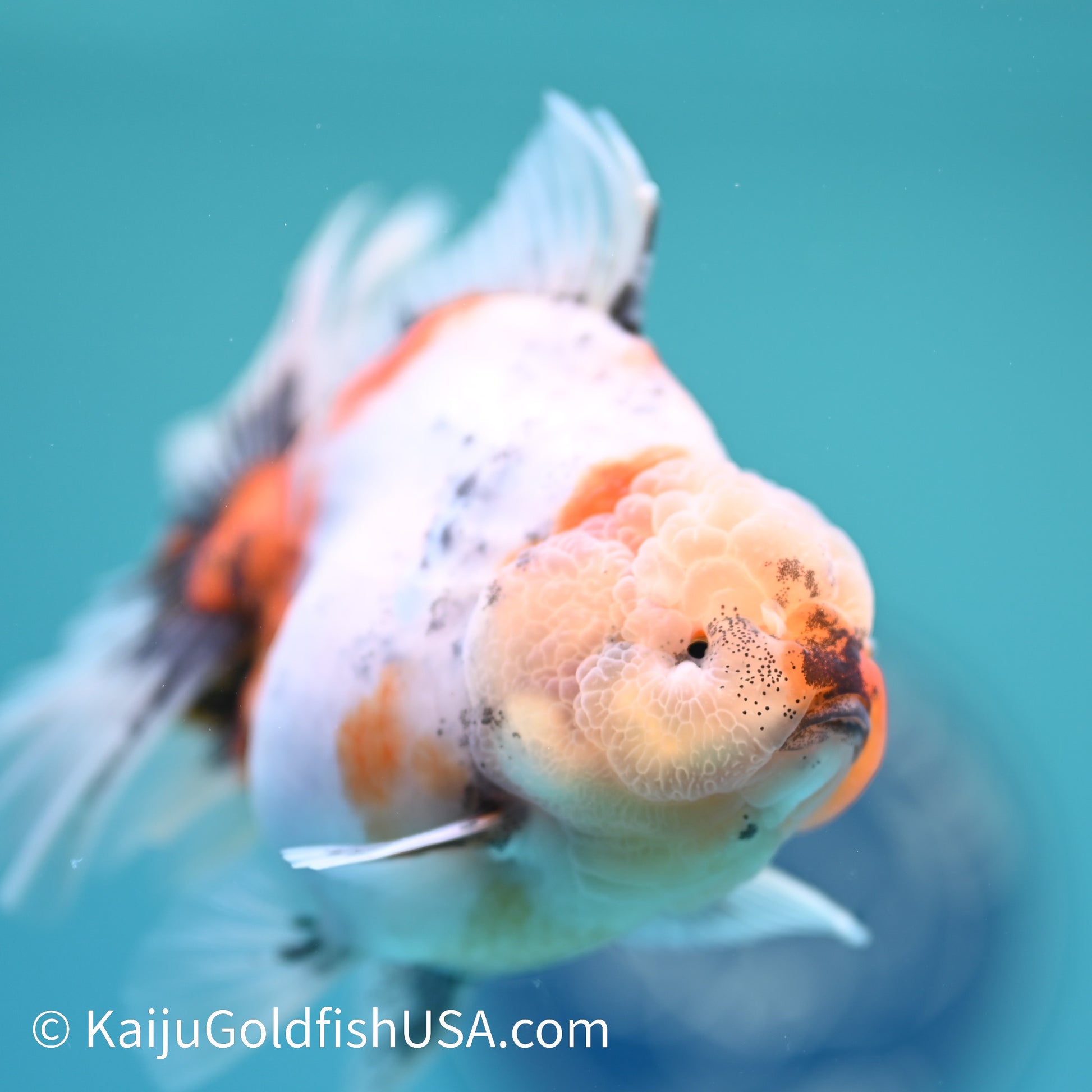 Calico Rose Tail Oranda 4.5 inches (240405_OR13) - Kaiju Goldfish USA