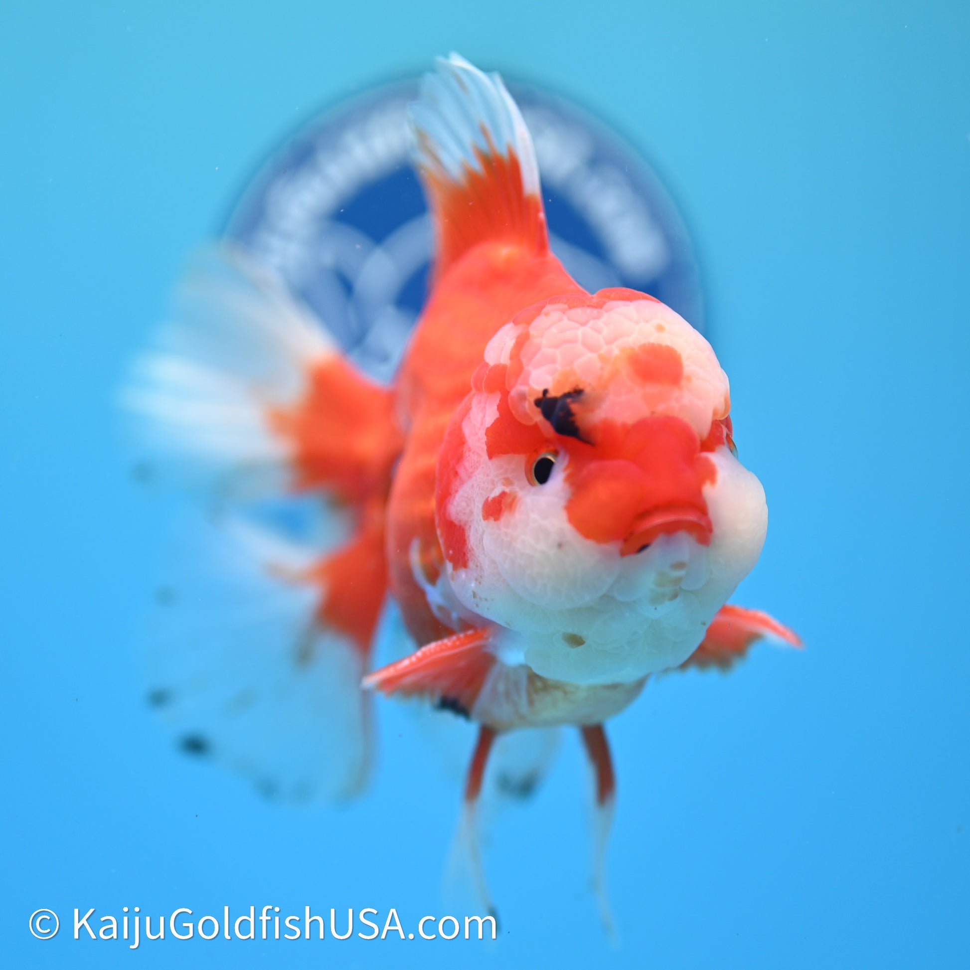 Jade Head Red White Rose Tail Oranda 4in Body (240607_OR13) - Kaiju Goldfish USA