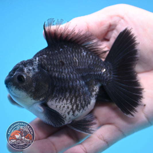 Shogun Blue Kirin Oranda 3.5 inch Body (250822_OR13)