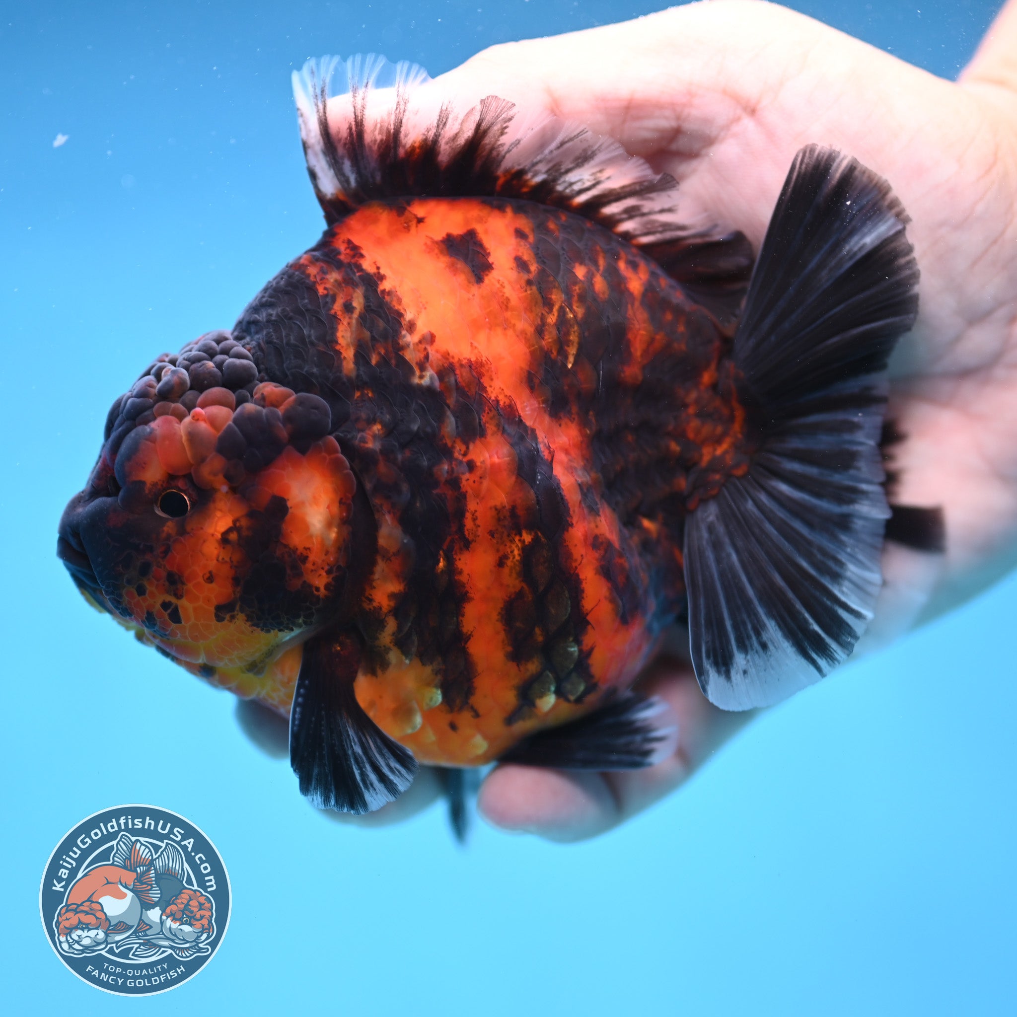 Tiger Oranda 4 inch Body (250905_OR13) – Kaiju Goldfish USA