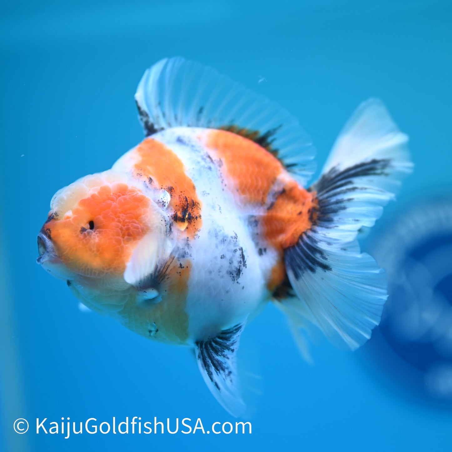 Calico Rose Tail Oranda 4.5 inches (240405_OR13) - Kaiju Goldfish USA