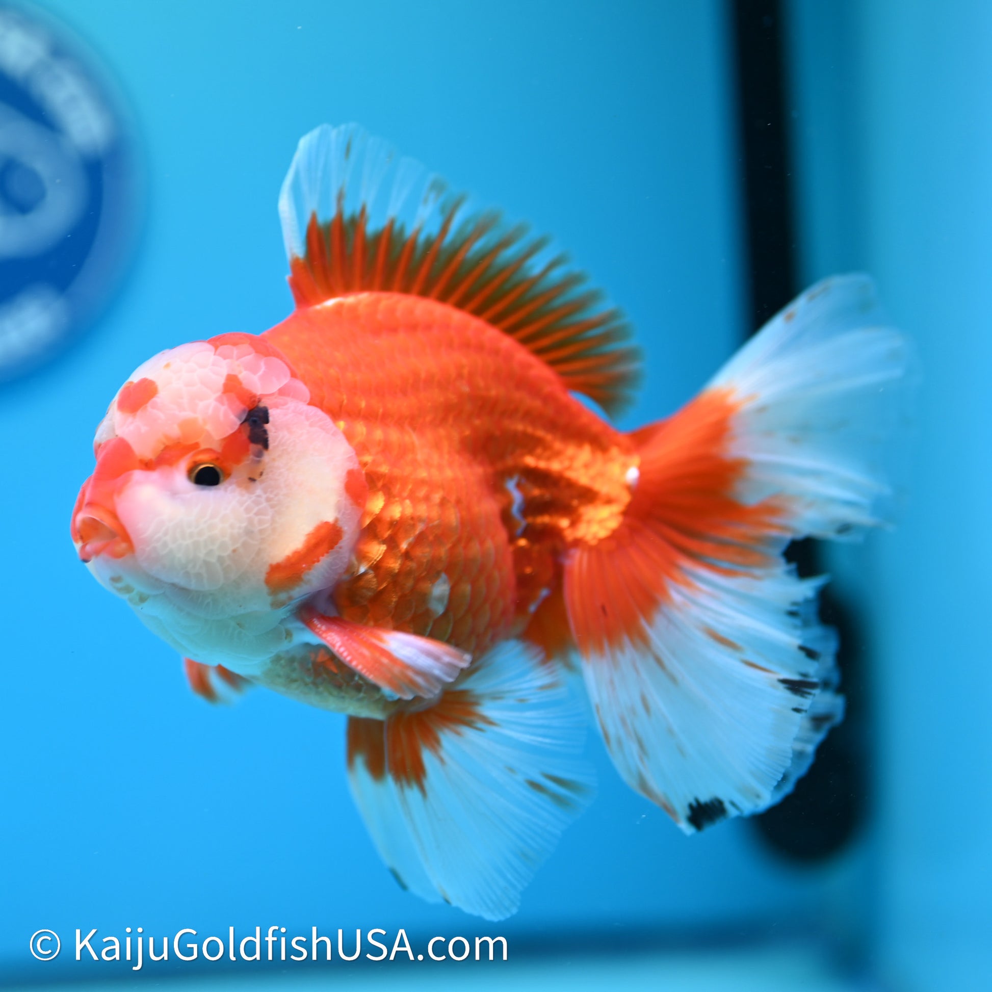 Jade Head Red White Rose Tail Oranda 4in Body (240607_OR13) - Kaiju Goldfish USA