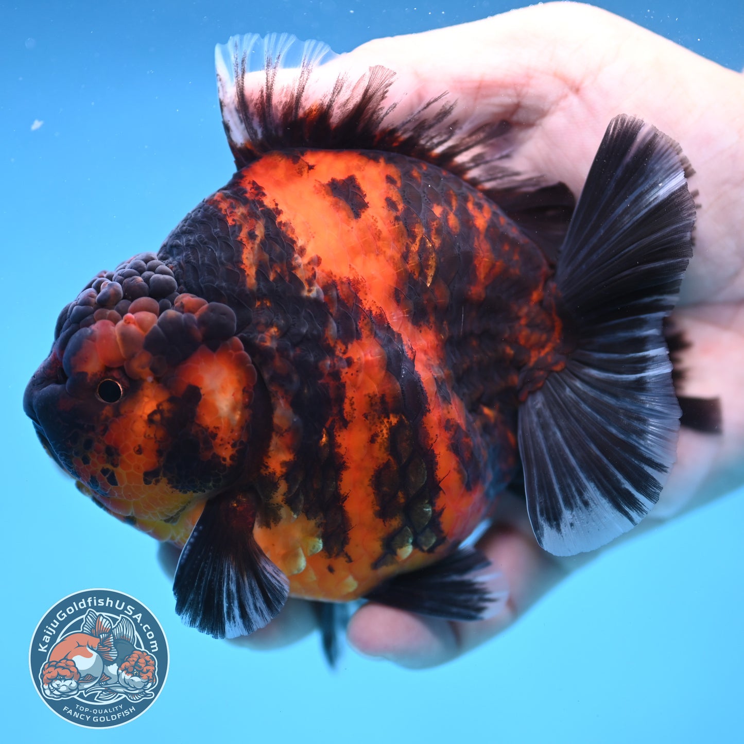 Tiger Oranda 4 inch Body (250905_OR13)