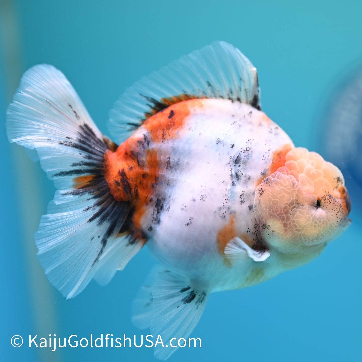 Calico Rose Tail Oranda 4.5 inches (240405_OR13) - Kaiju Goldfish USA