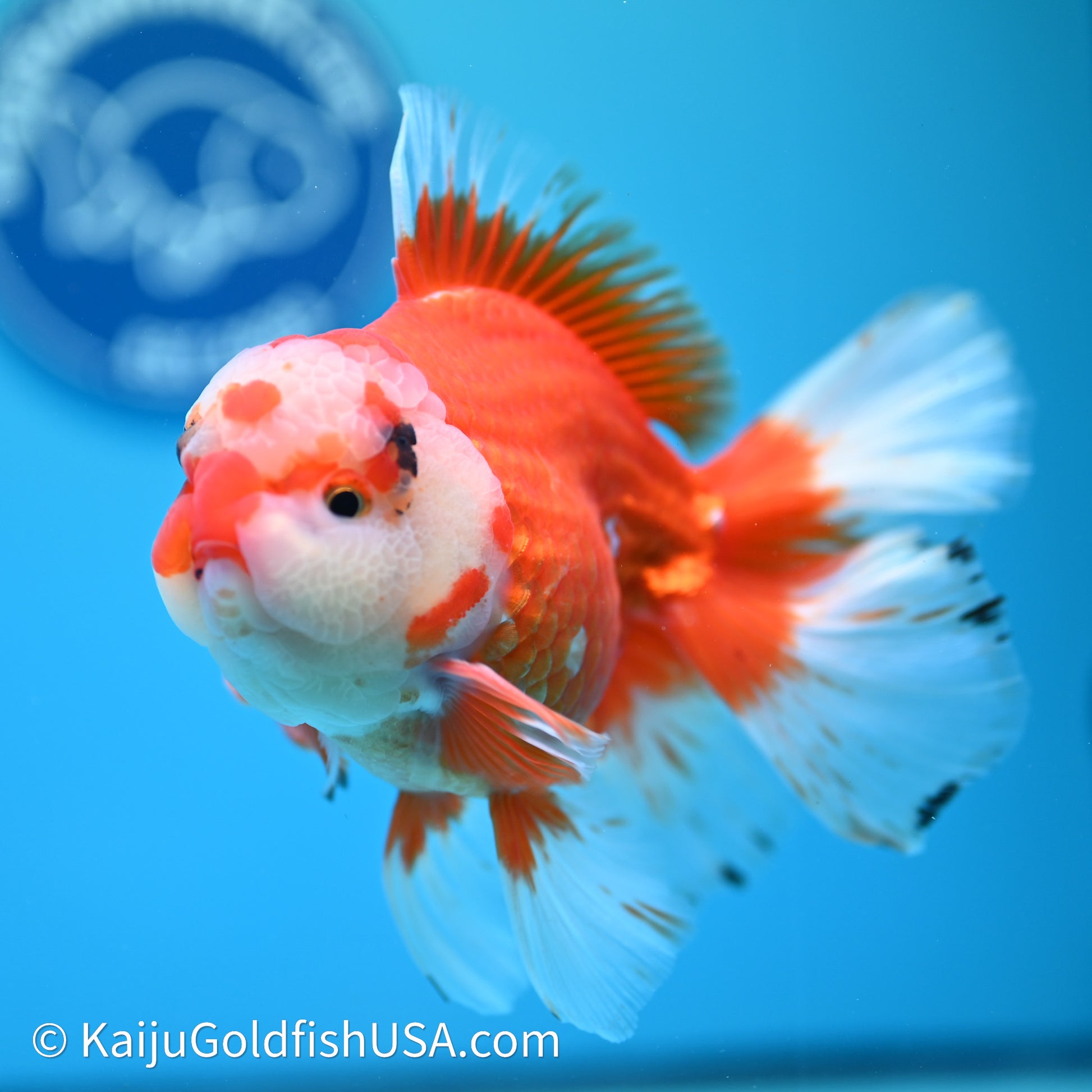 Jade Head Red White Rose Tail Oranda 4in Body (240607_OR13) - Kaiju Goldfish USA