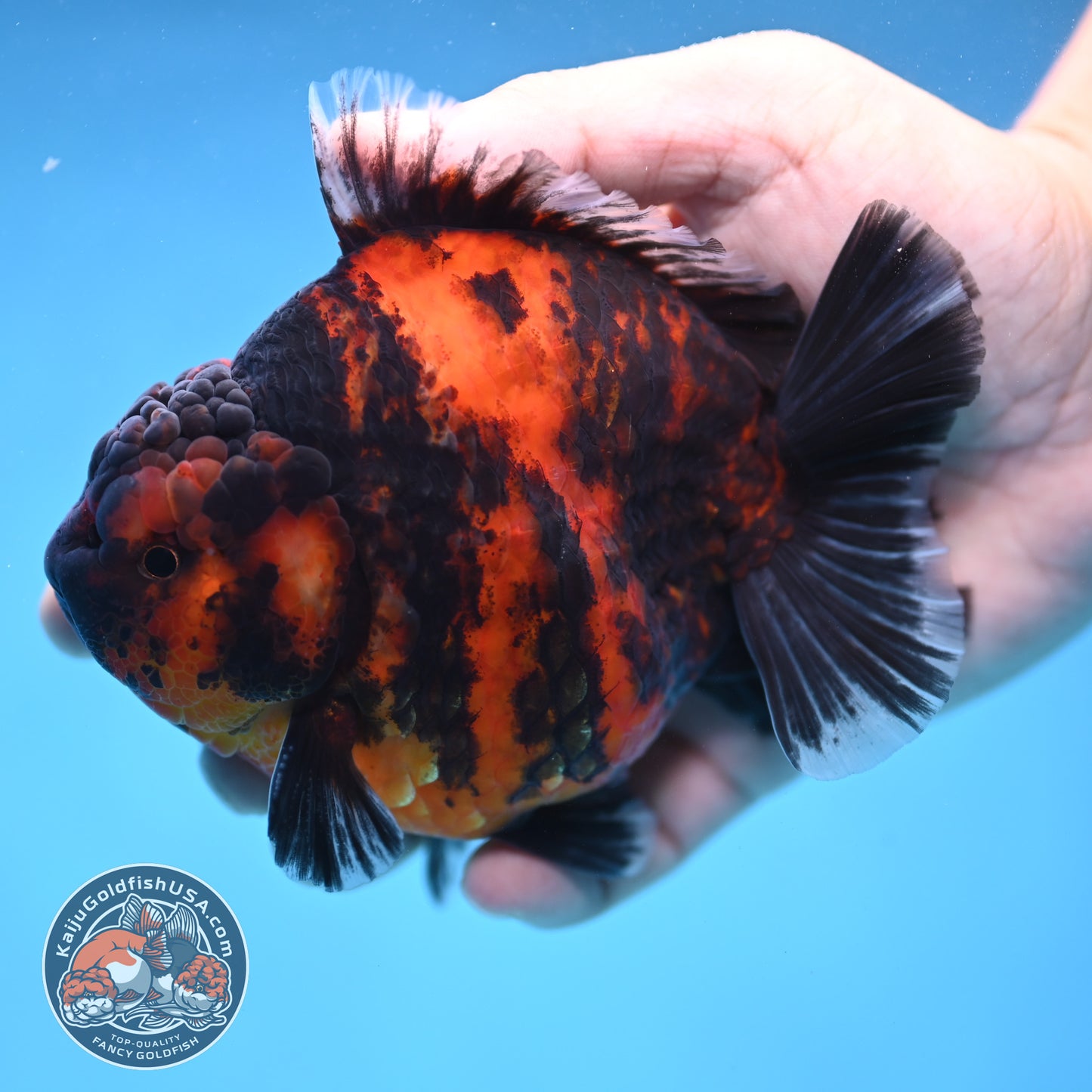 Tiger Oranda 4 inch Body (250905_OR13)