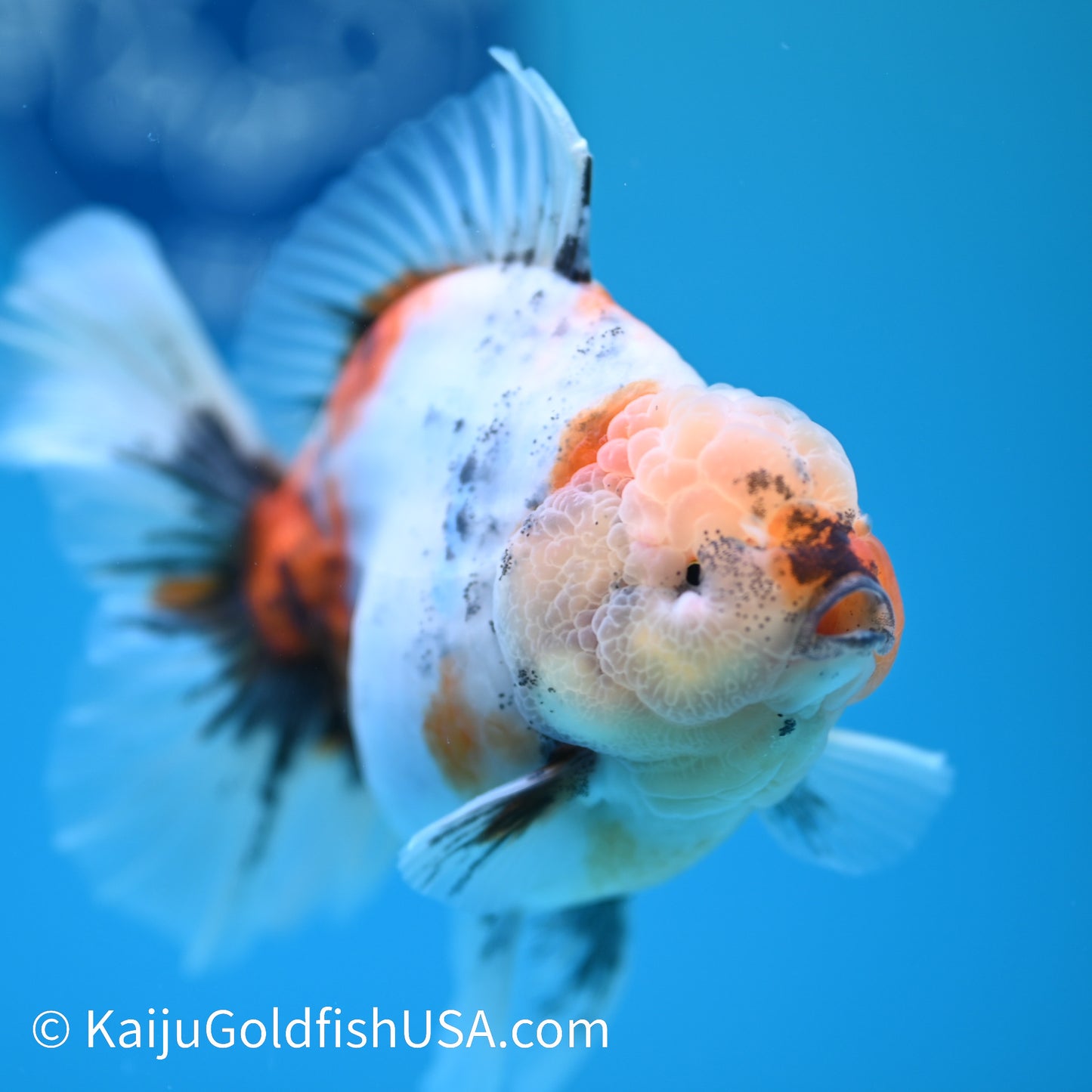 Calico Rose Tail Oranda 4.5 inches (240405_OR13) - Kaiju Goldfish USA