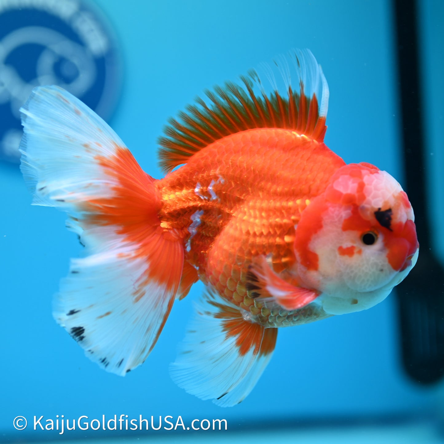 Jade Head Red White Rose Tail Oranda 4in Body (240607_OR13) - Kaiju Goldfish USA