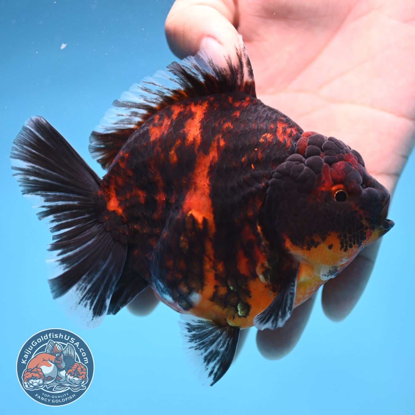 Tiger Oranda 4 inch Body (250905_OR13)
