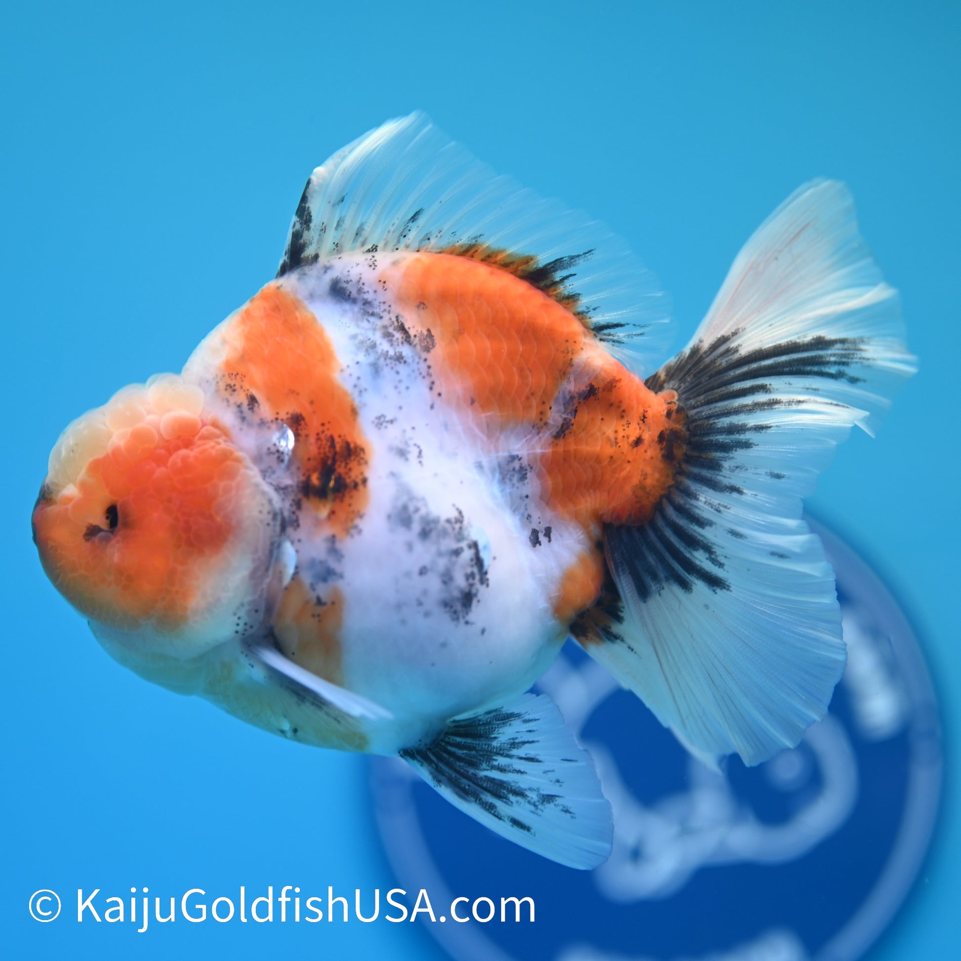 Calico Rose Tail Oranda 4.5 inches (240405_OR13) - Kaiju Goldfish USA